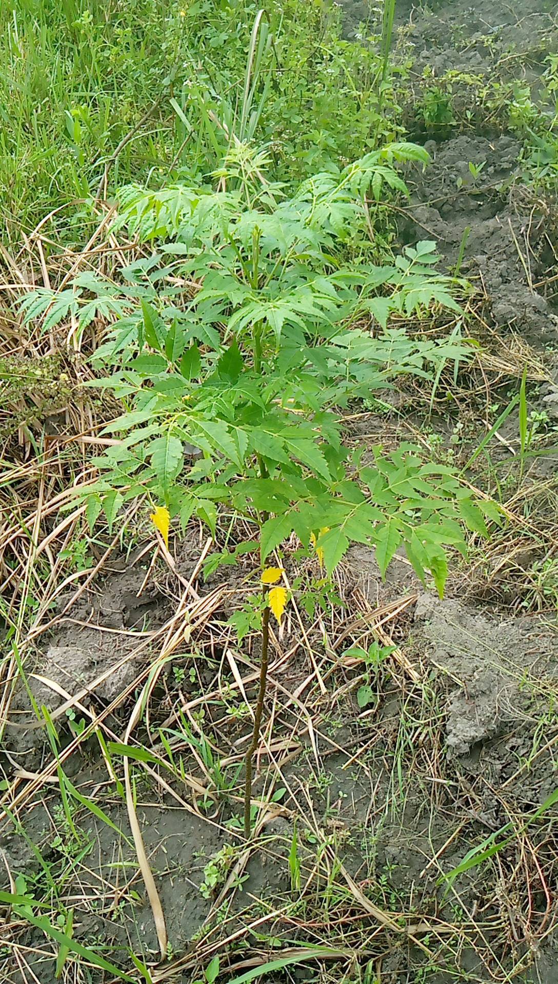 tree