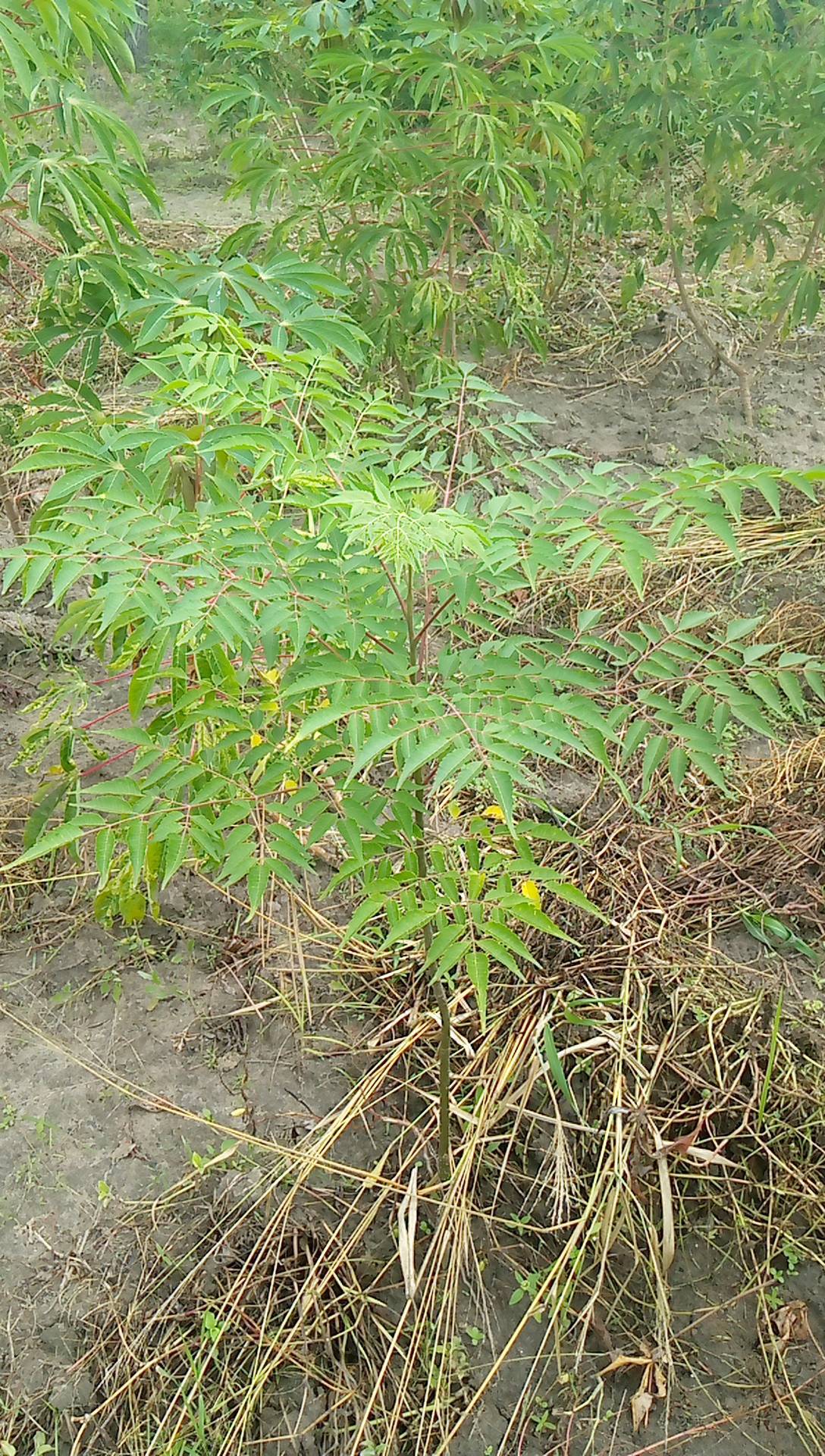 tree