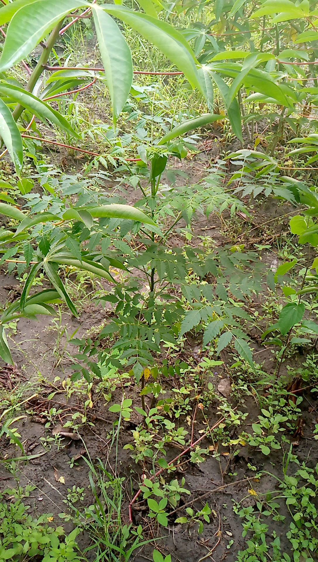 tree