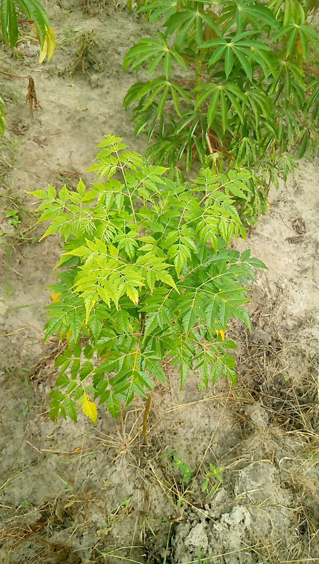 tree