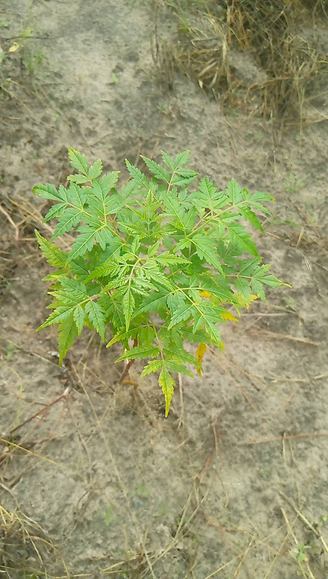 tree