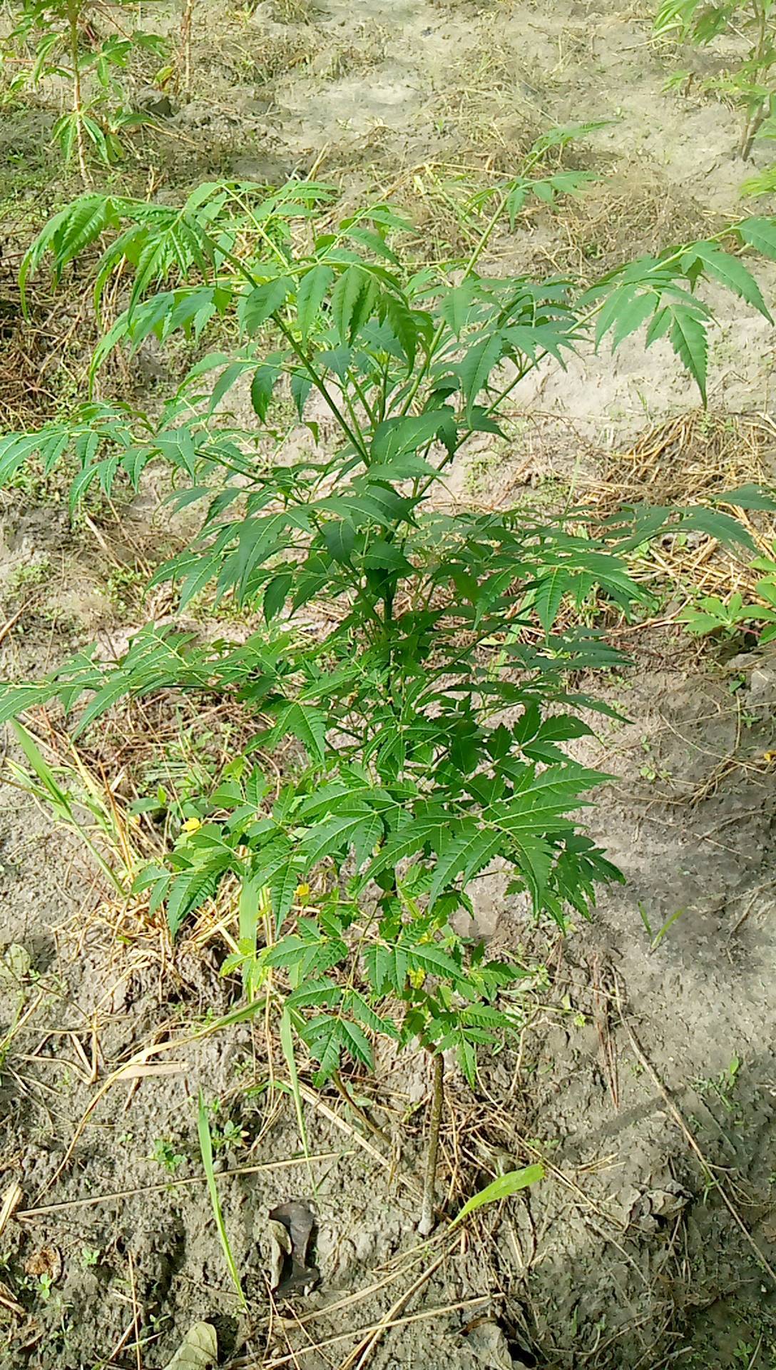 tree