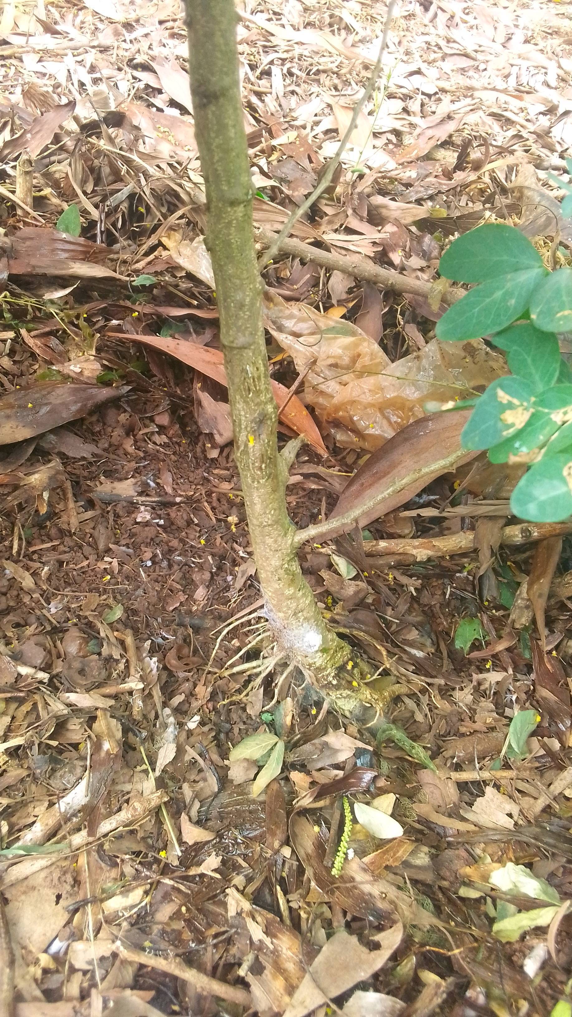 tree