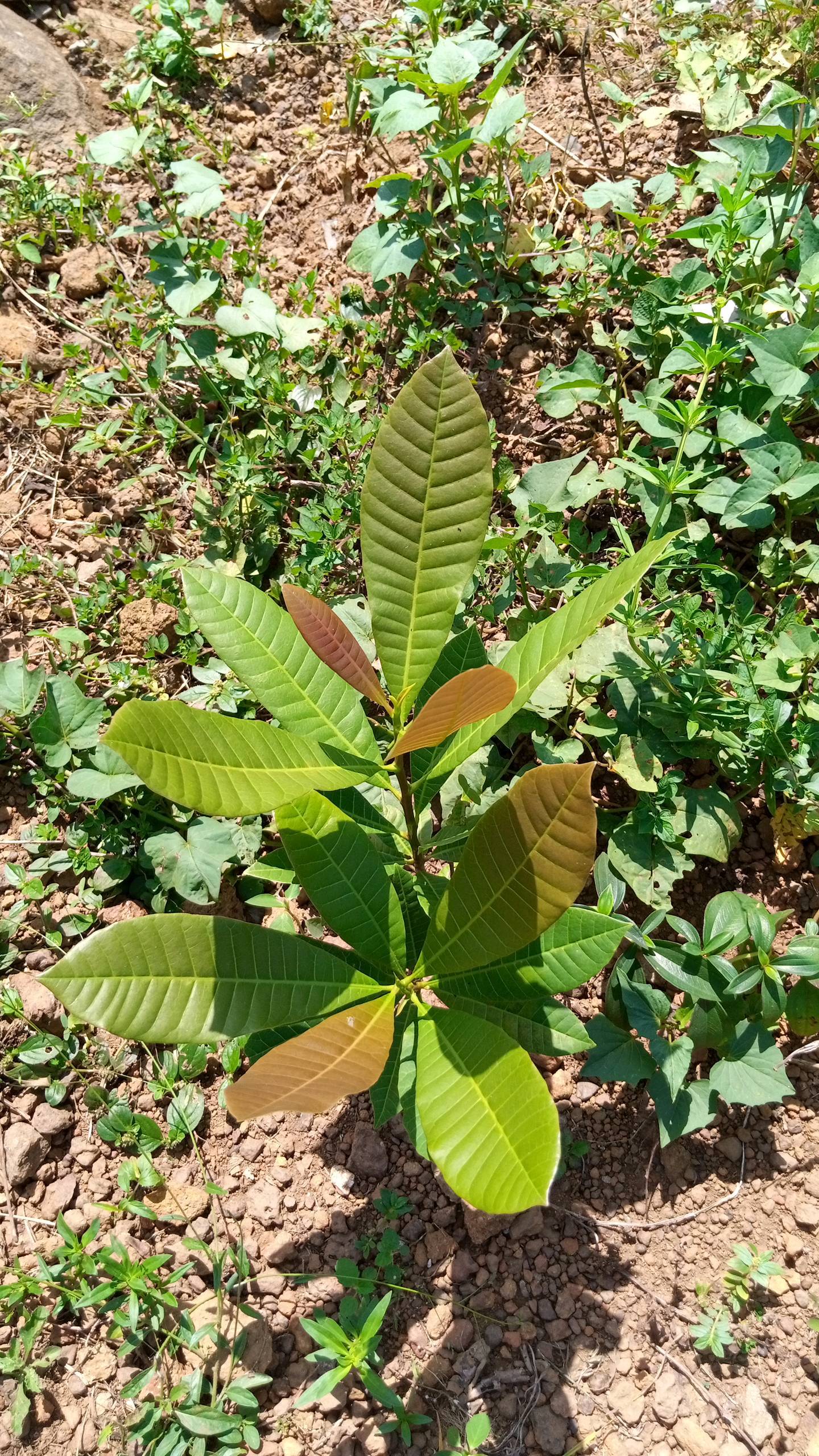 tree