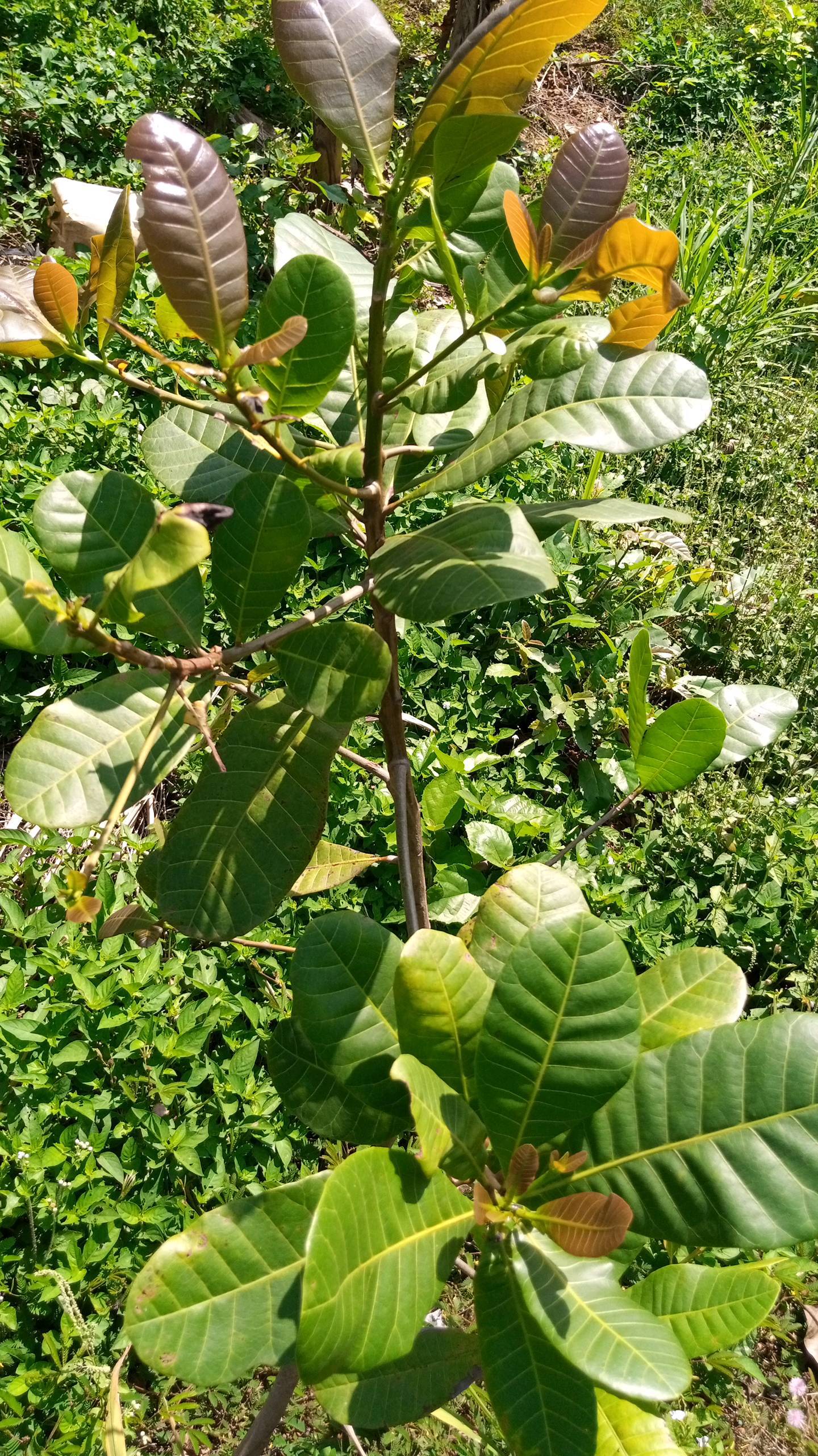 tree