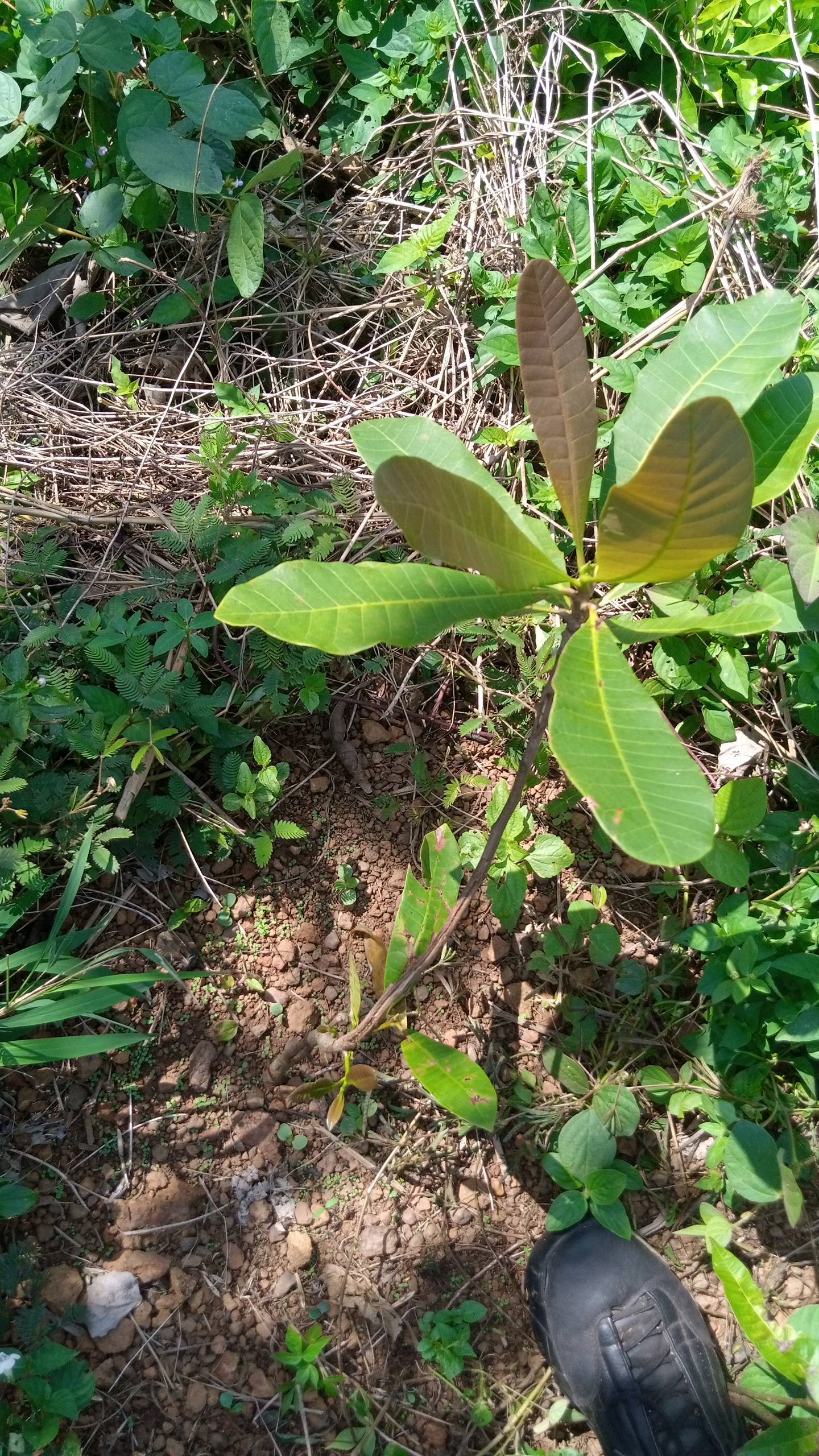tree