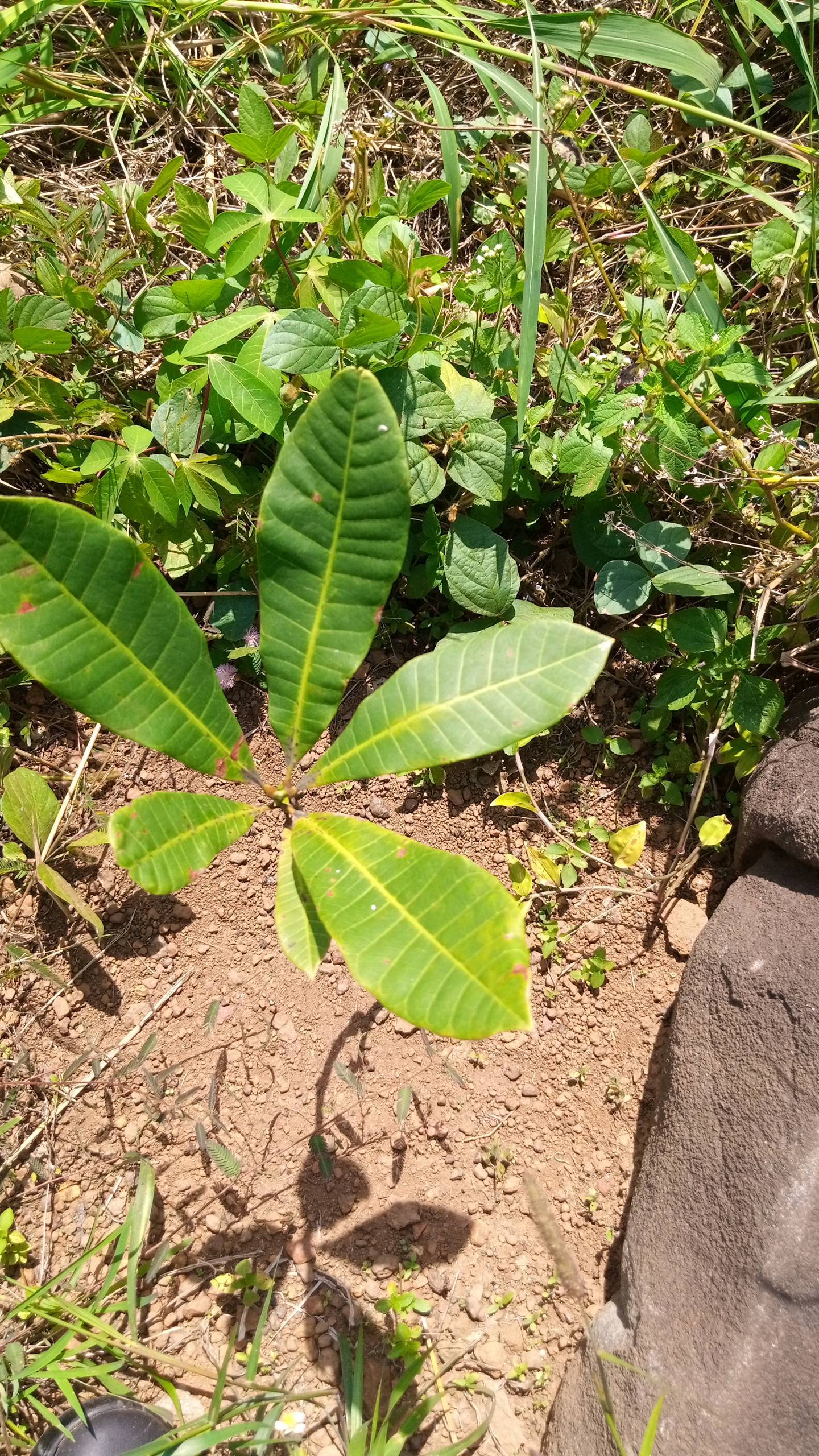 tree
