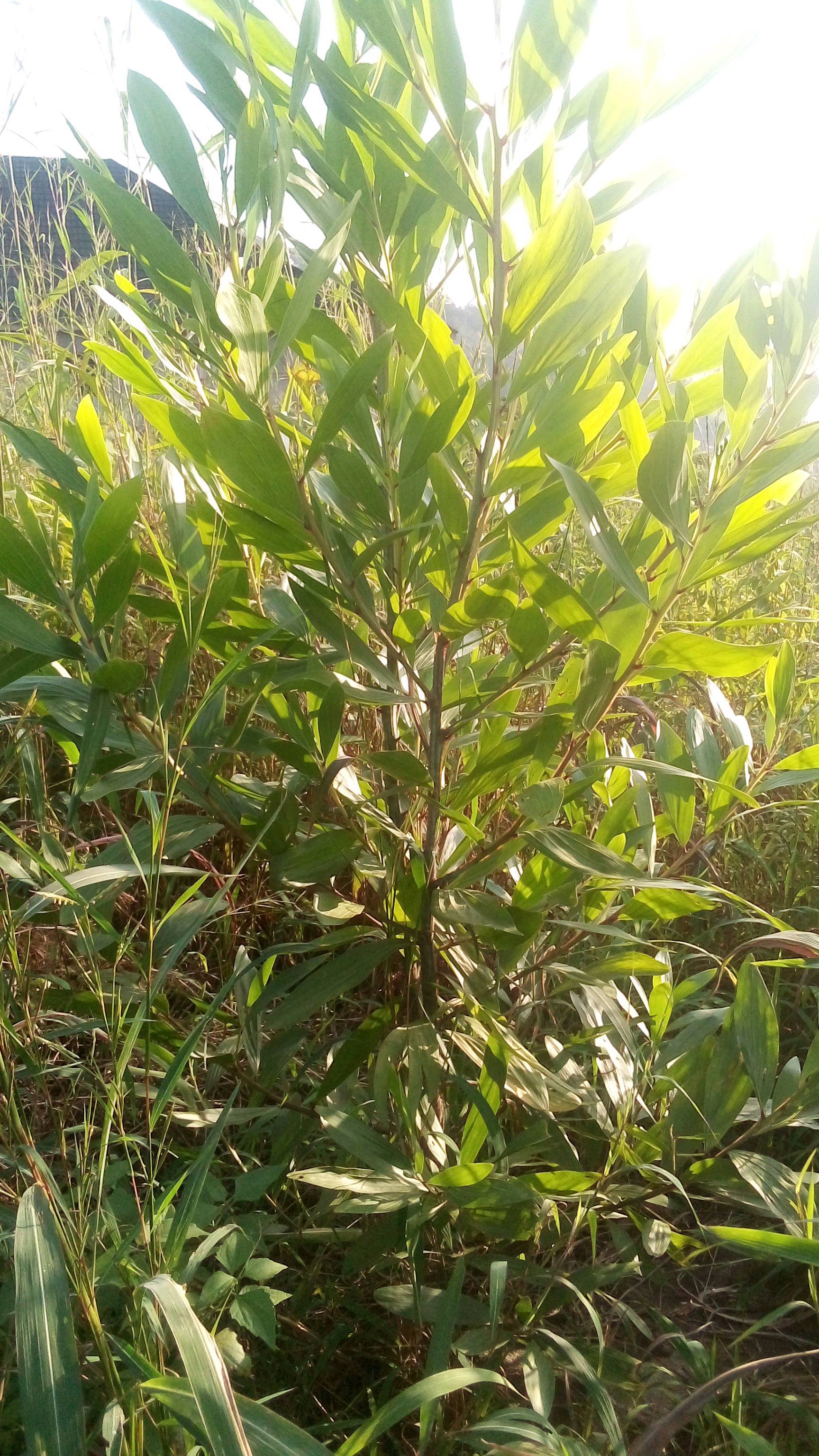 tree