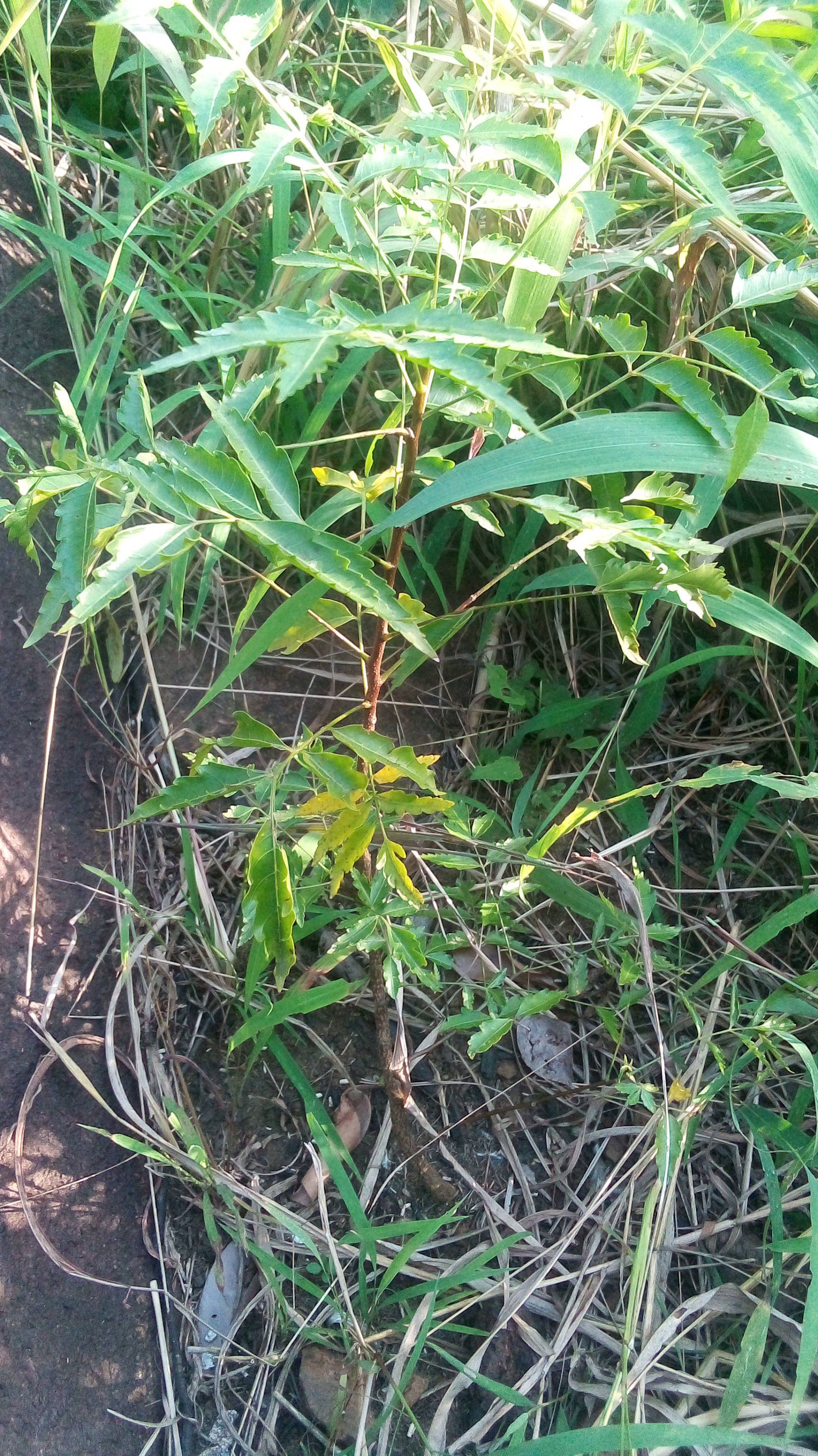 tree