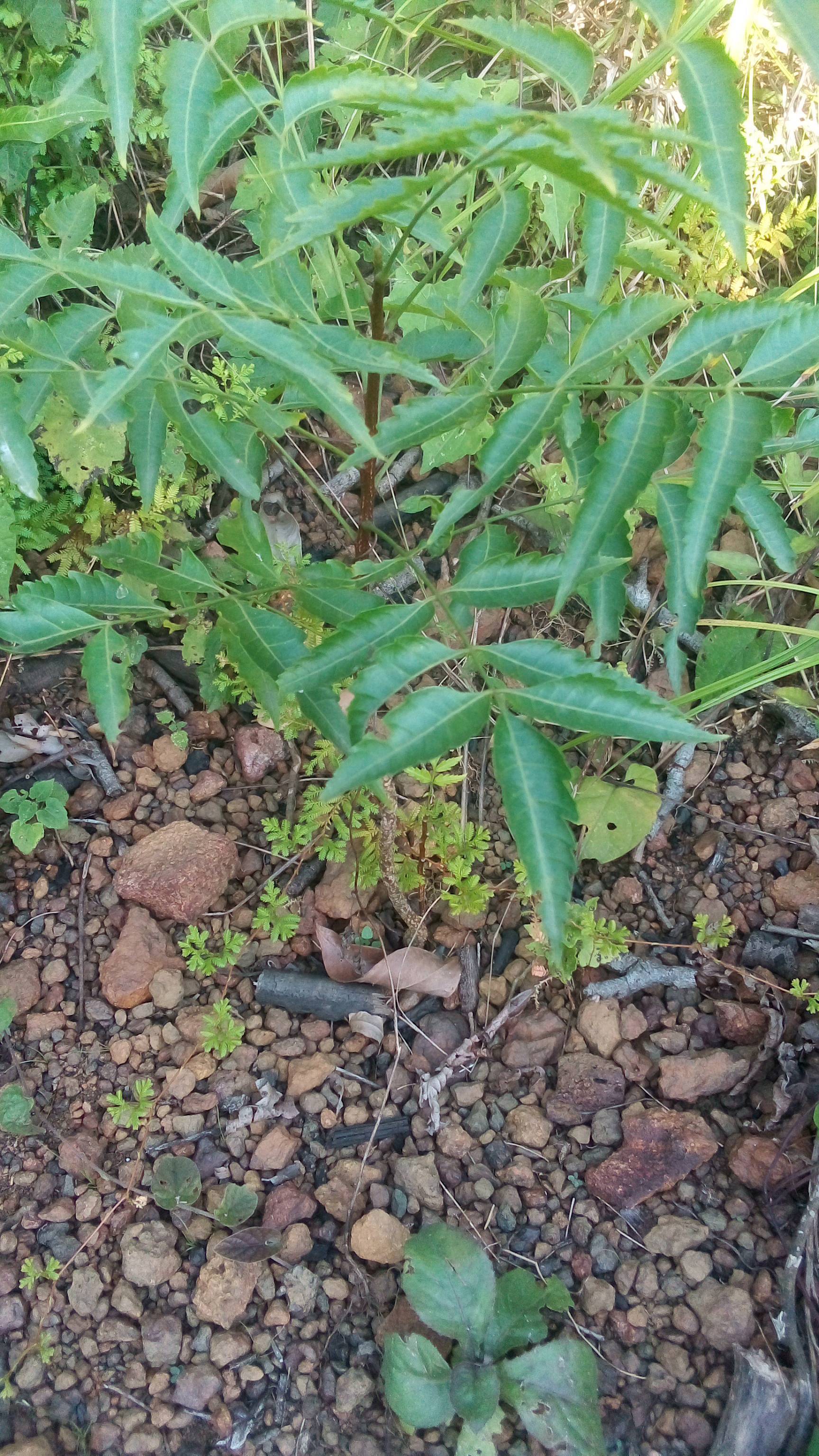 tree