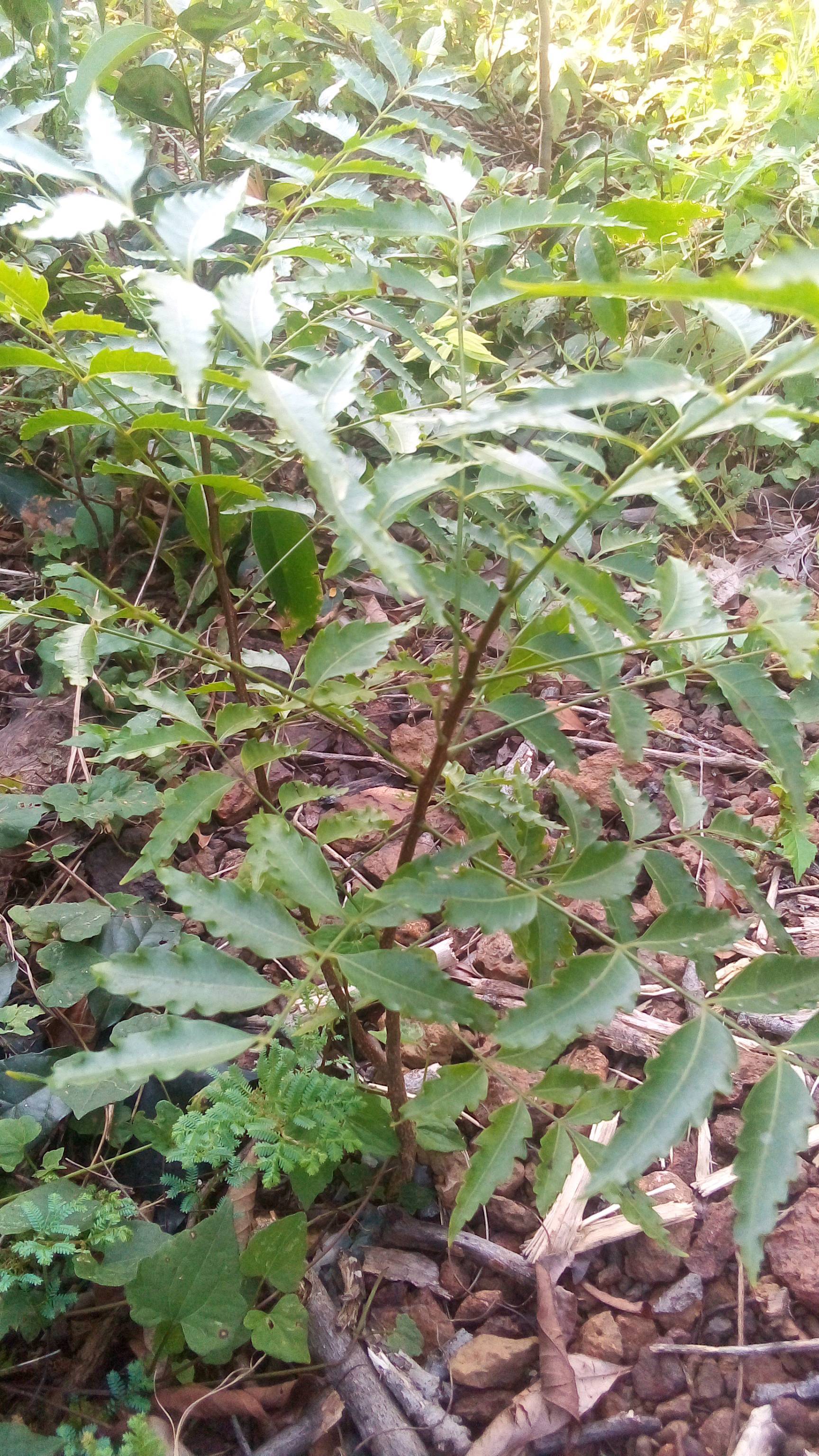 tree