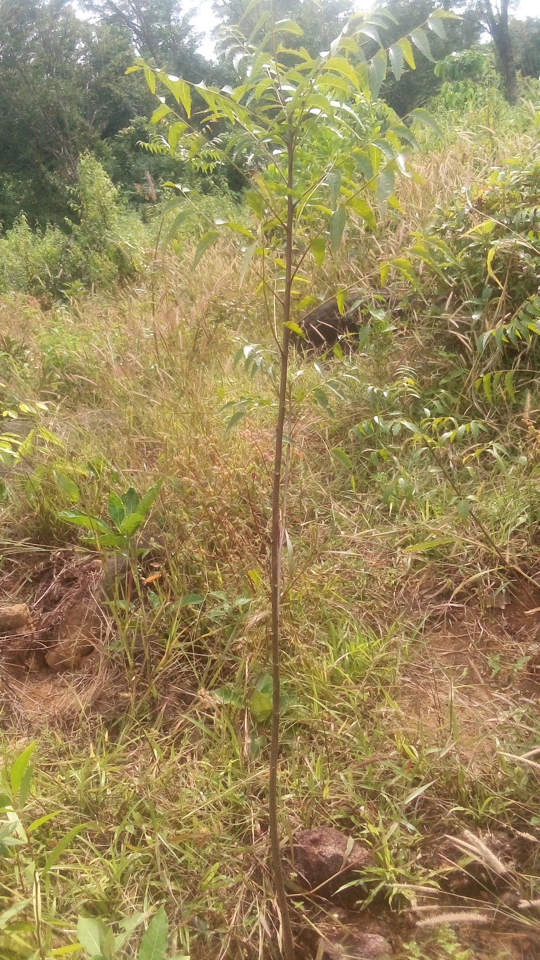 tree