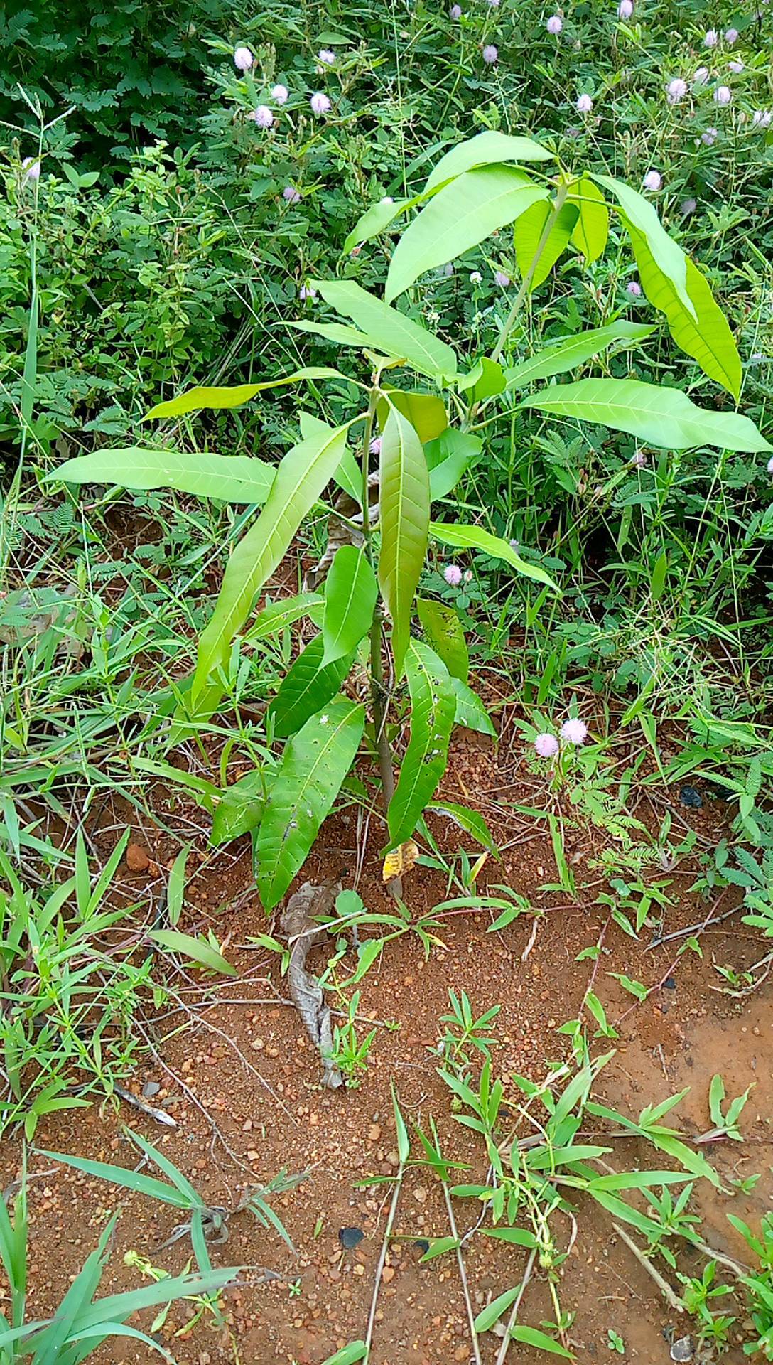 tree