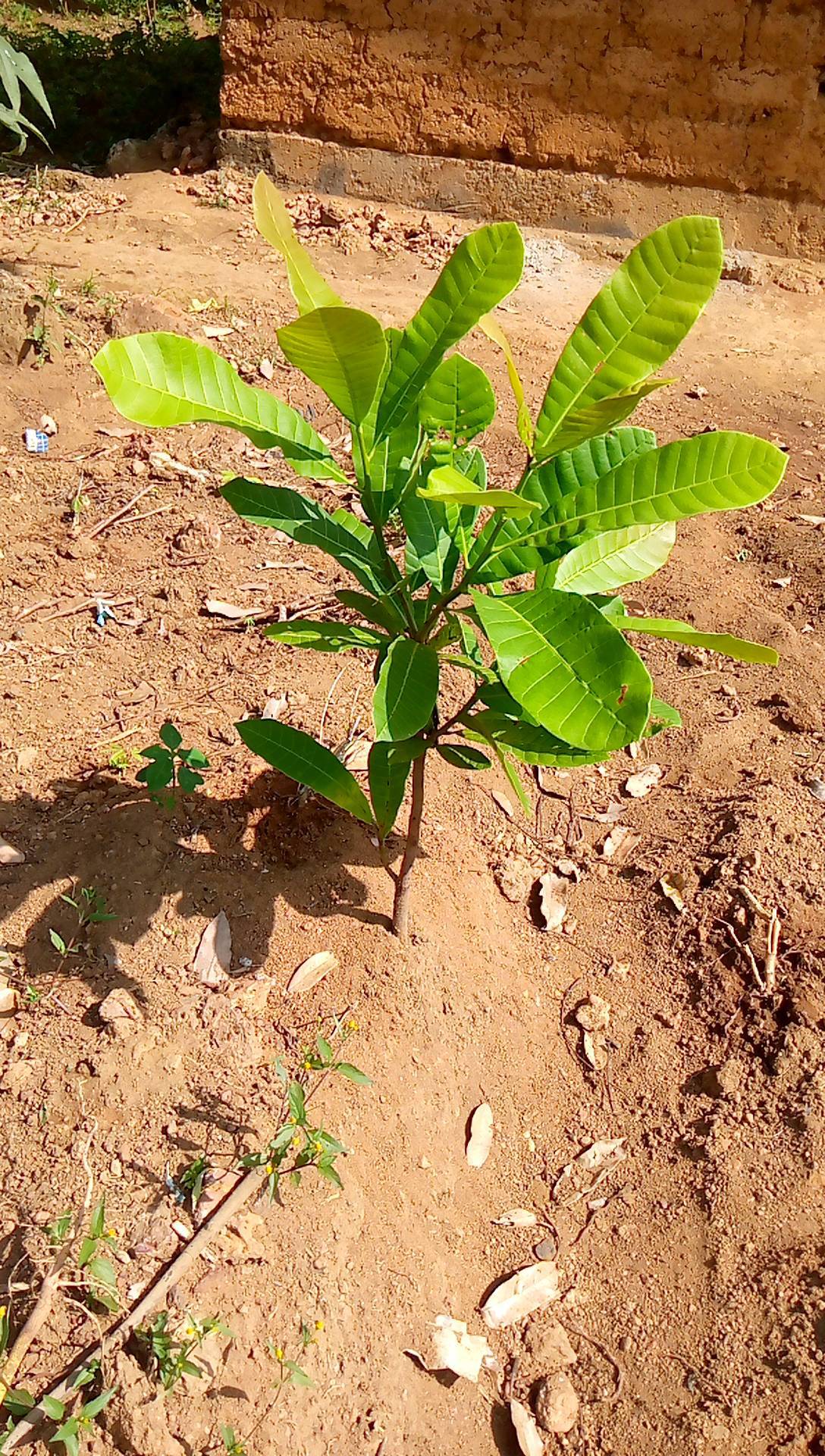 tree