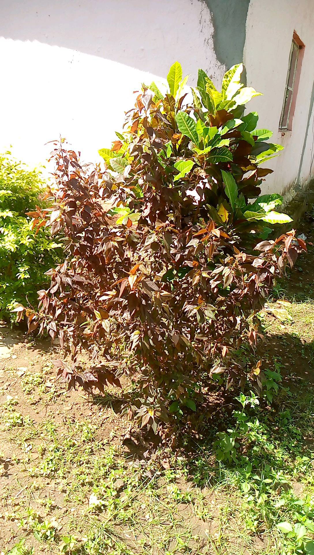 tree