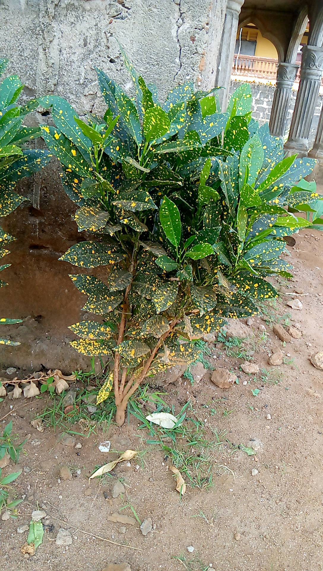 tree