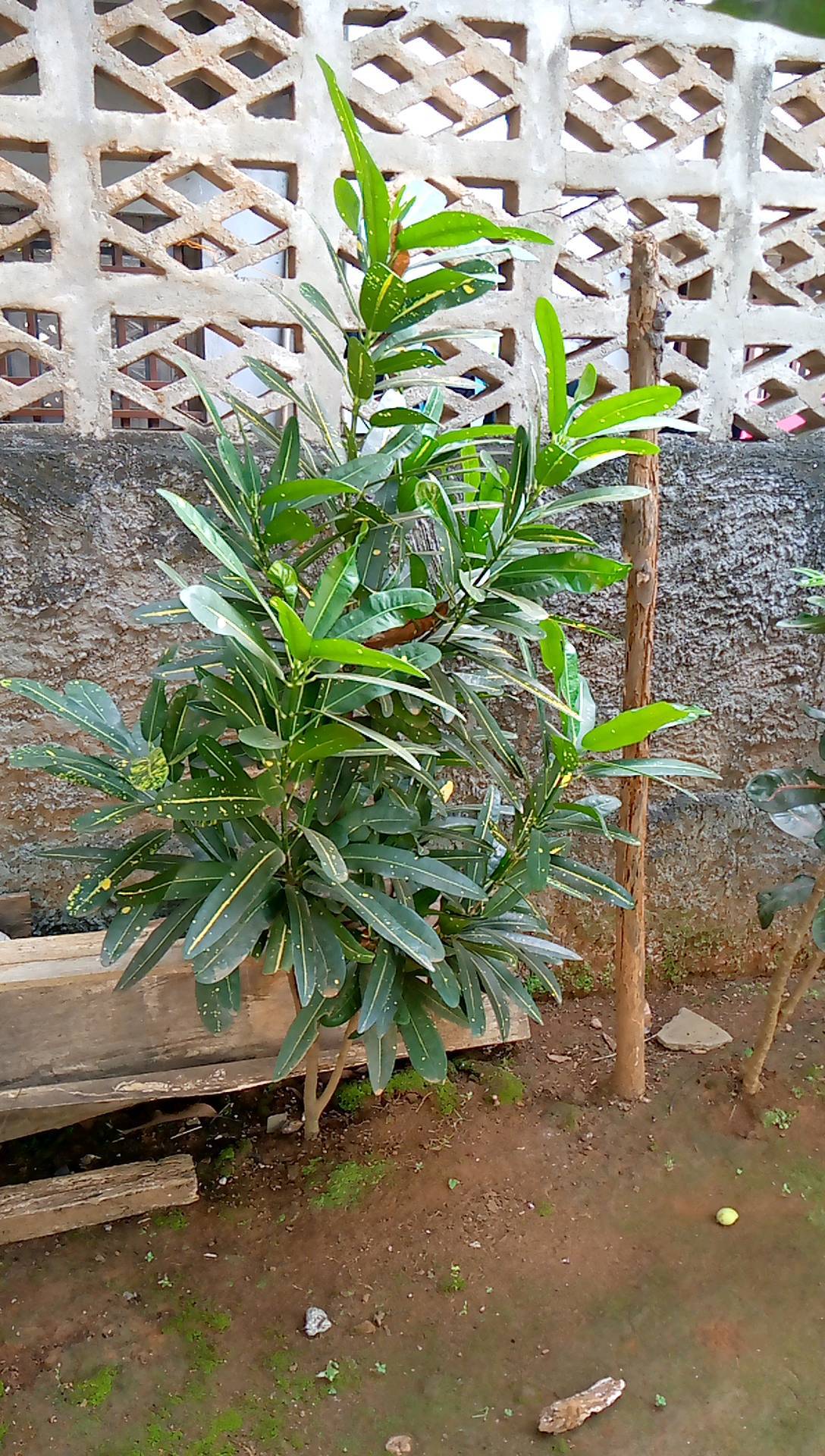 tree