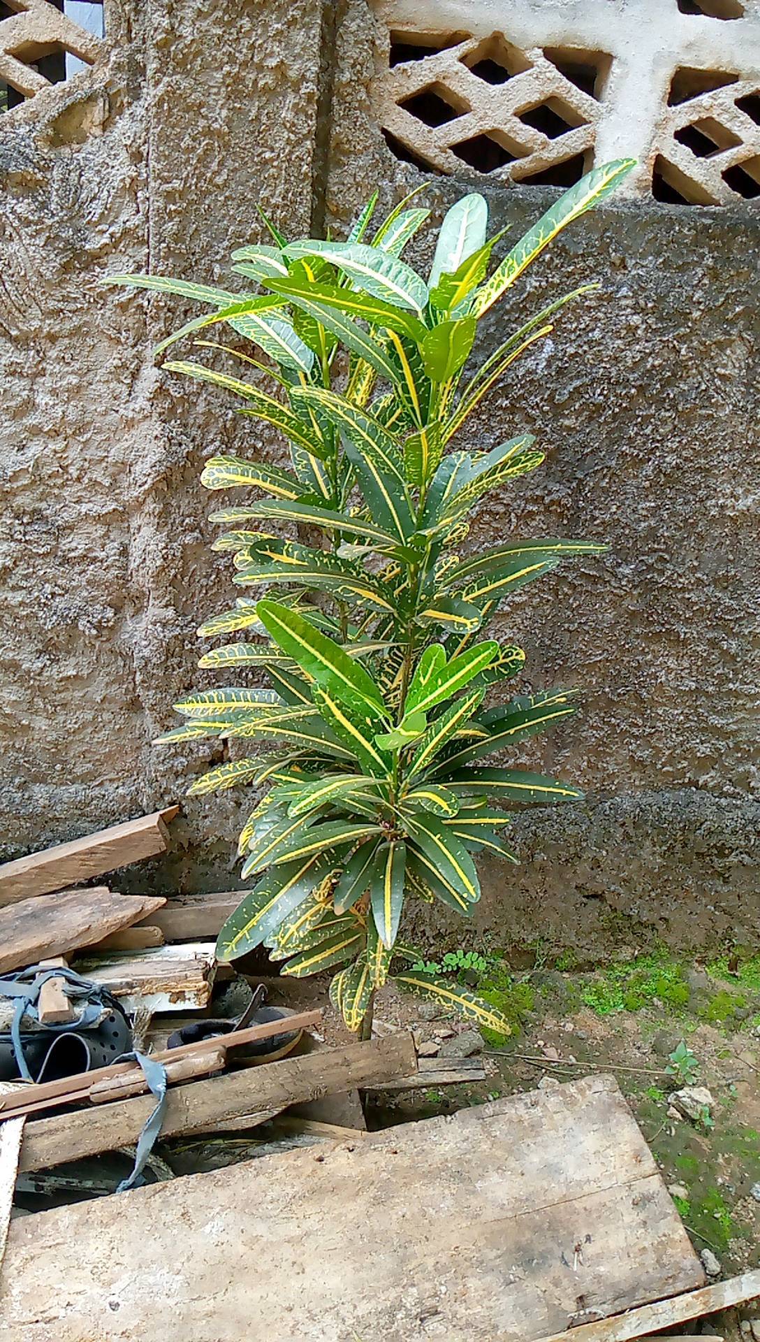 tree
