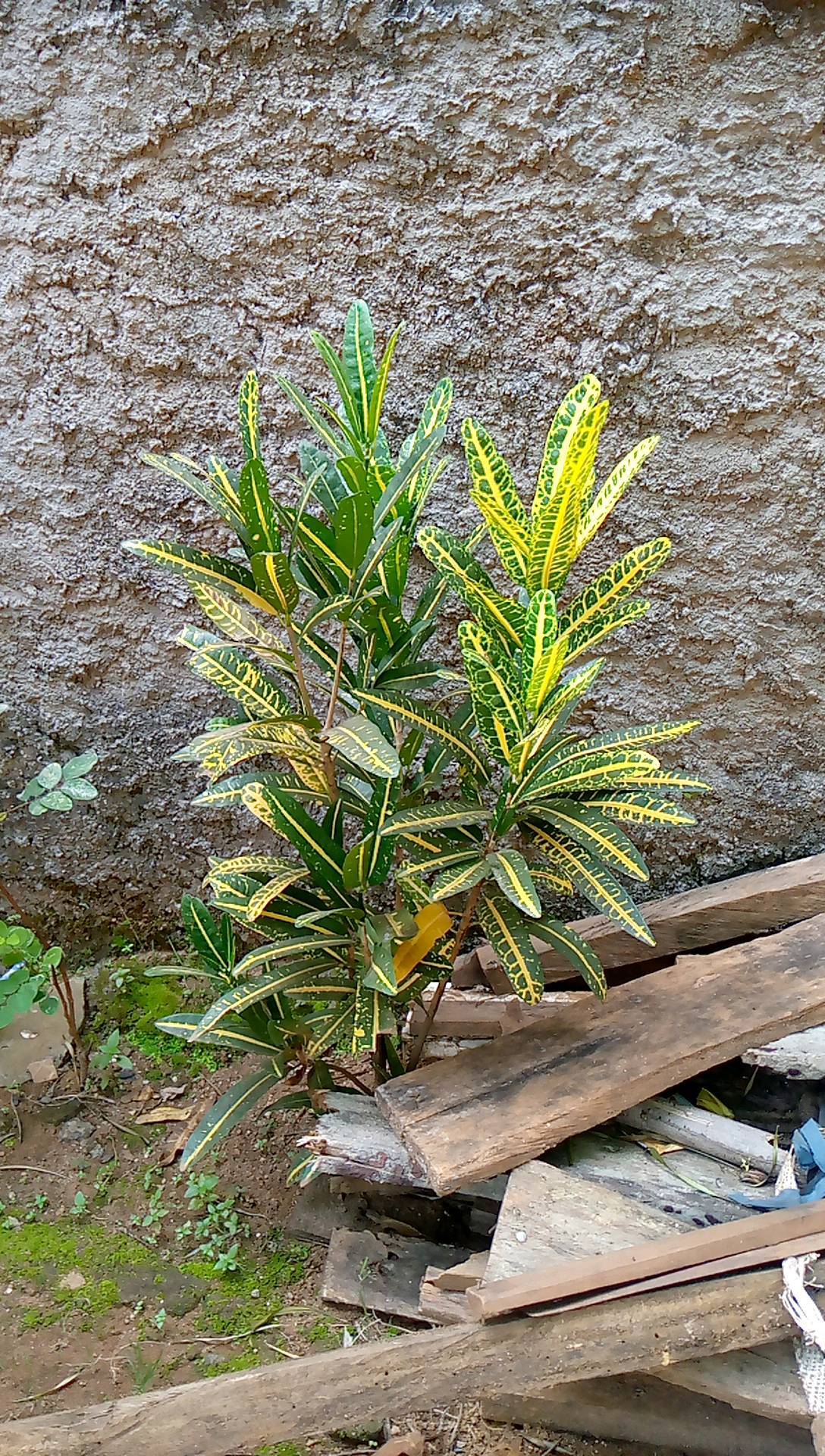 tree