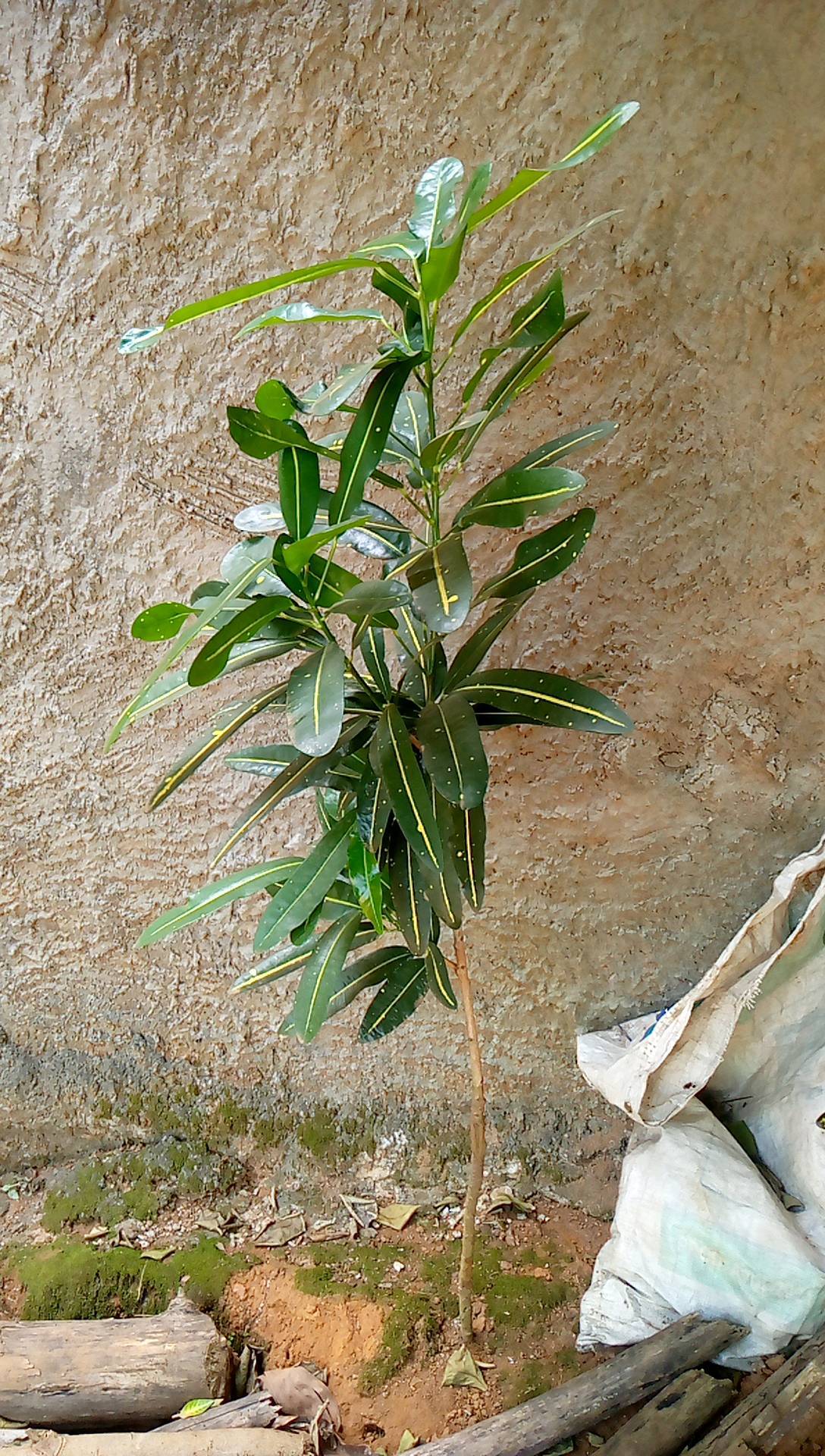 tree