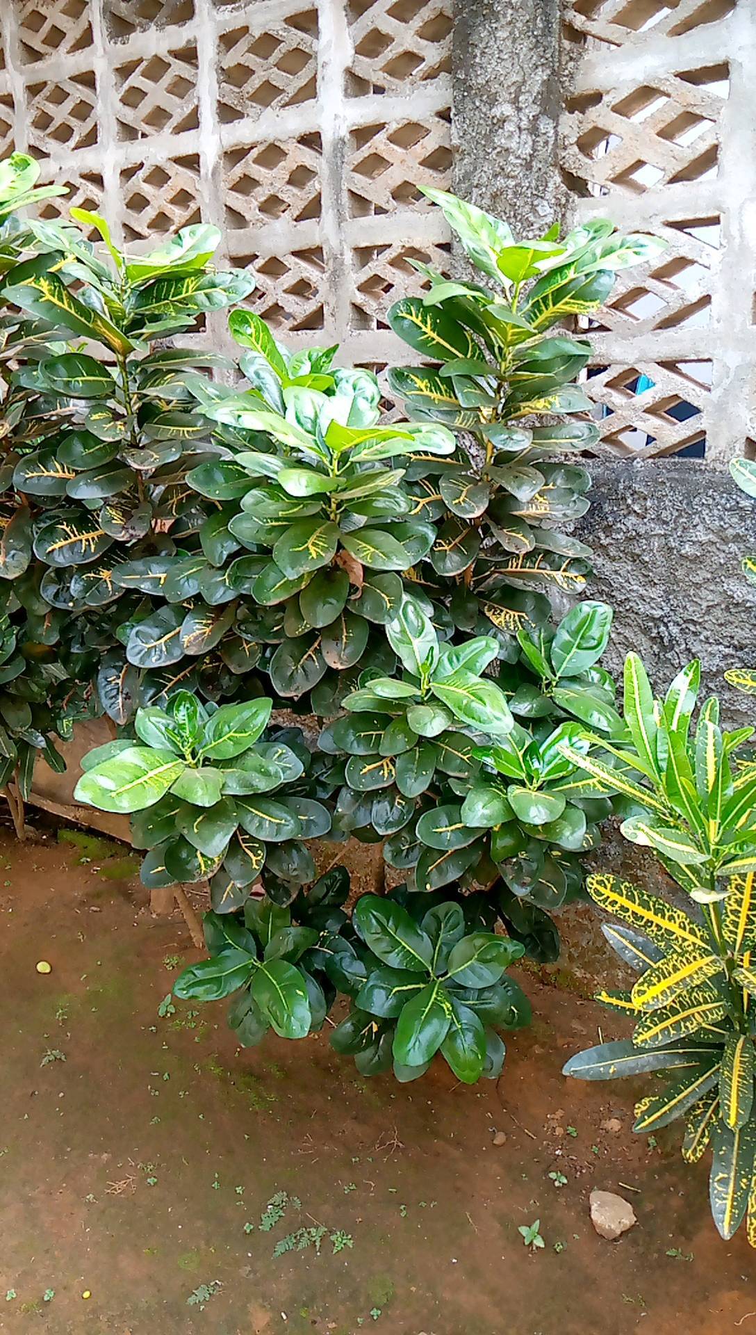 tree