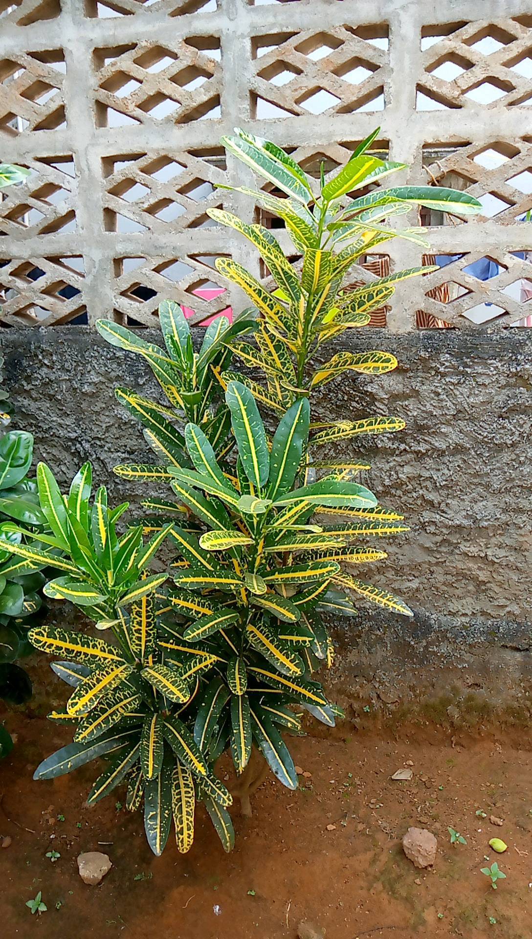 tree