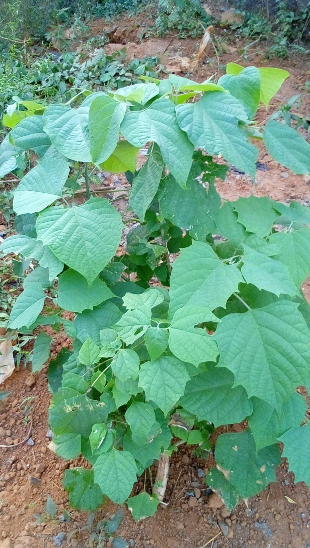 tree