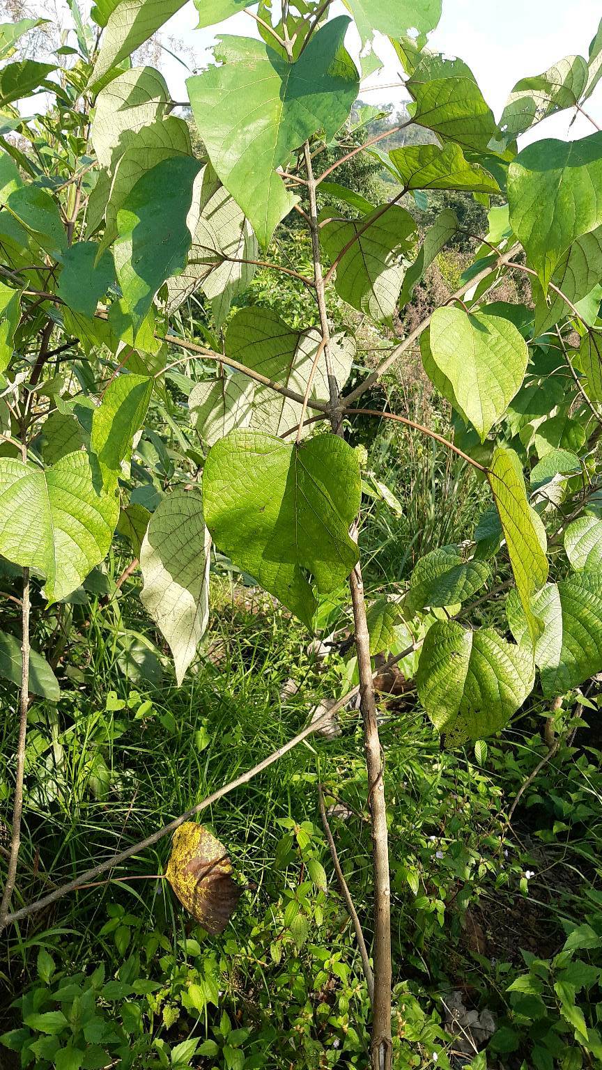 tree