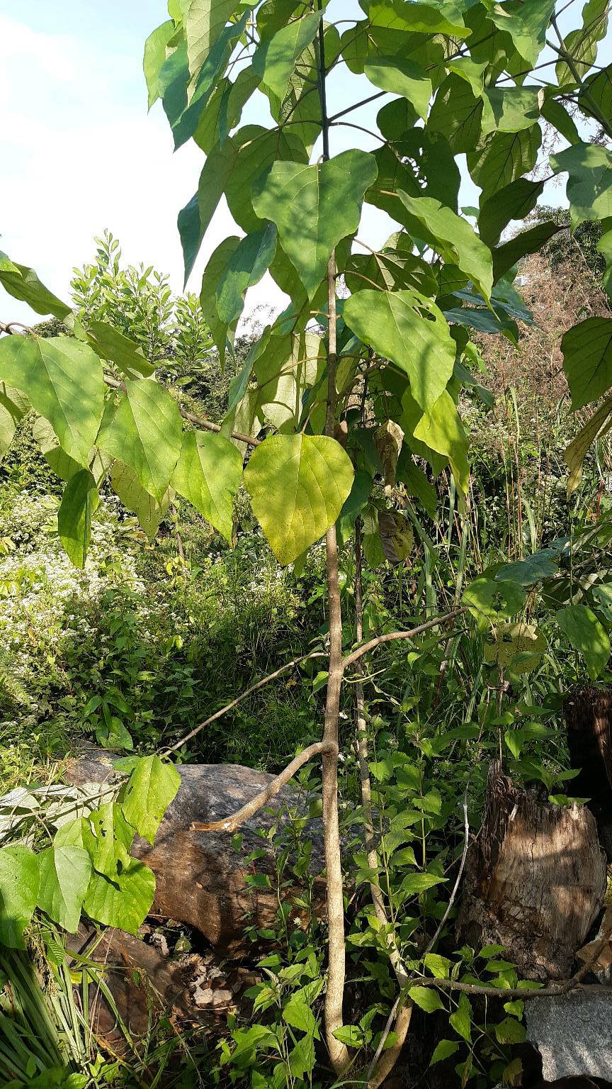 tree