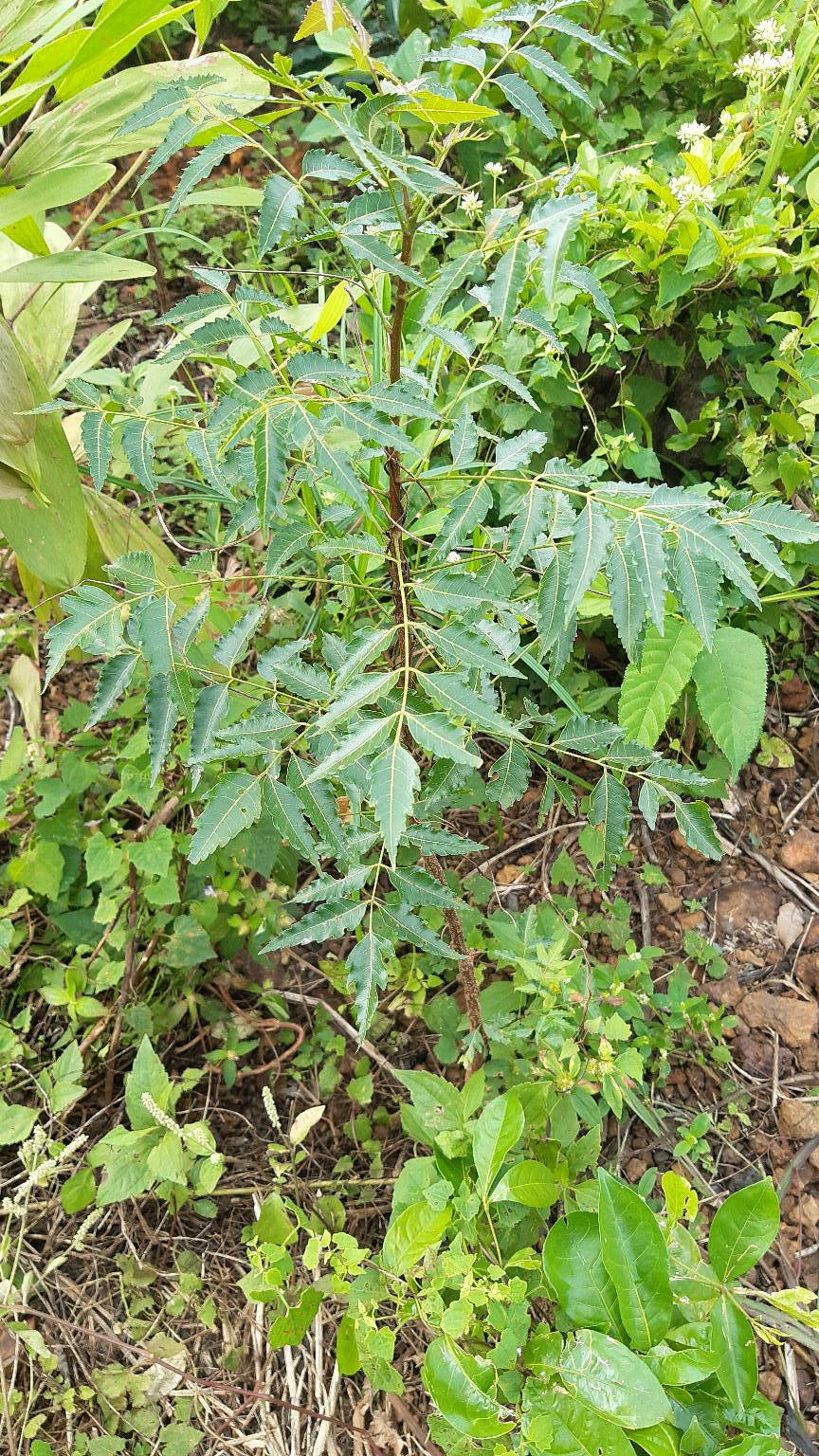 tree
