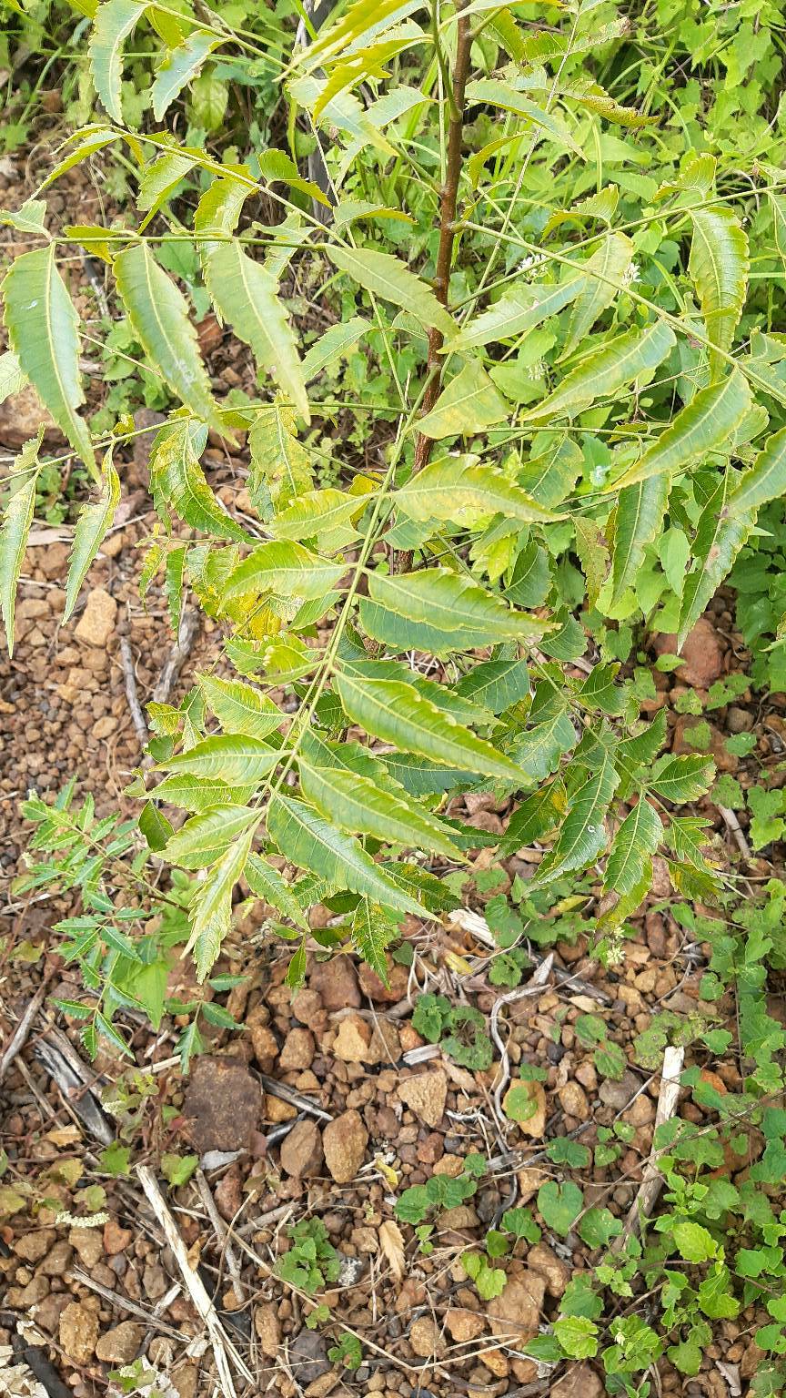 tree