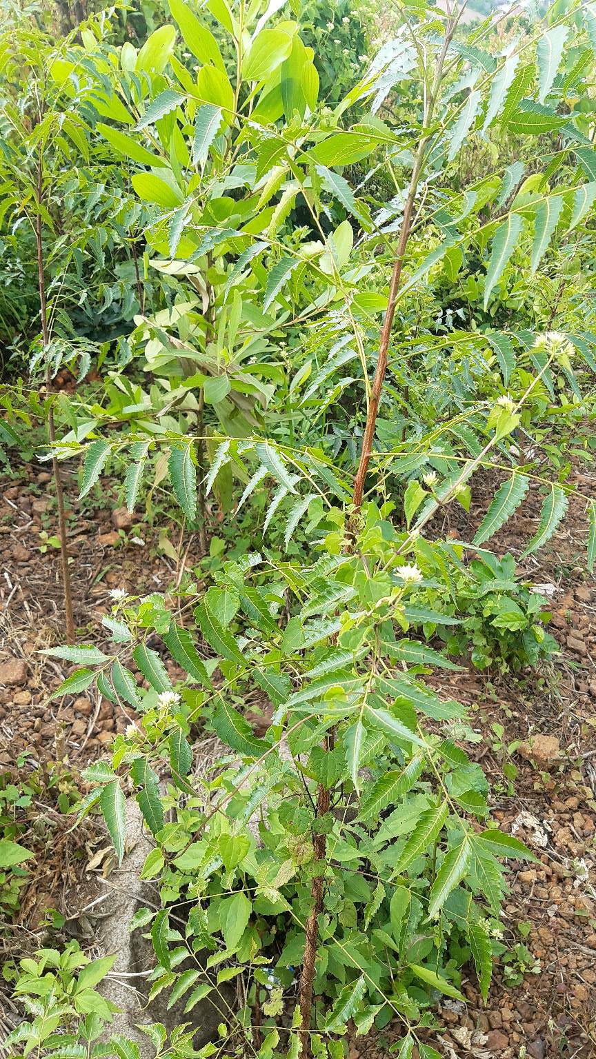 tree