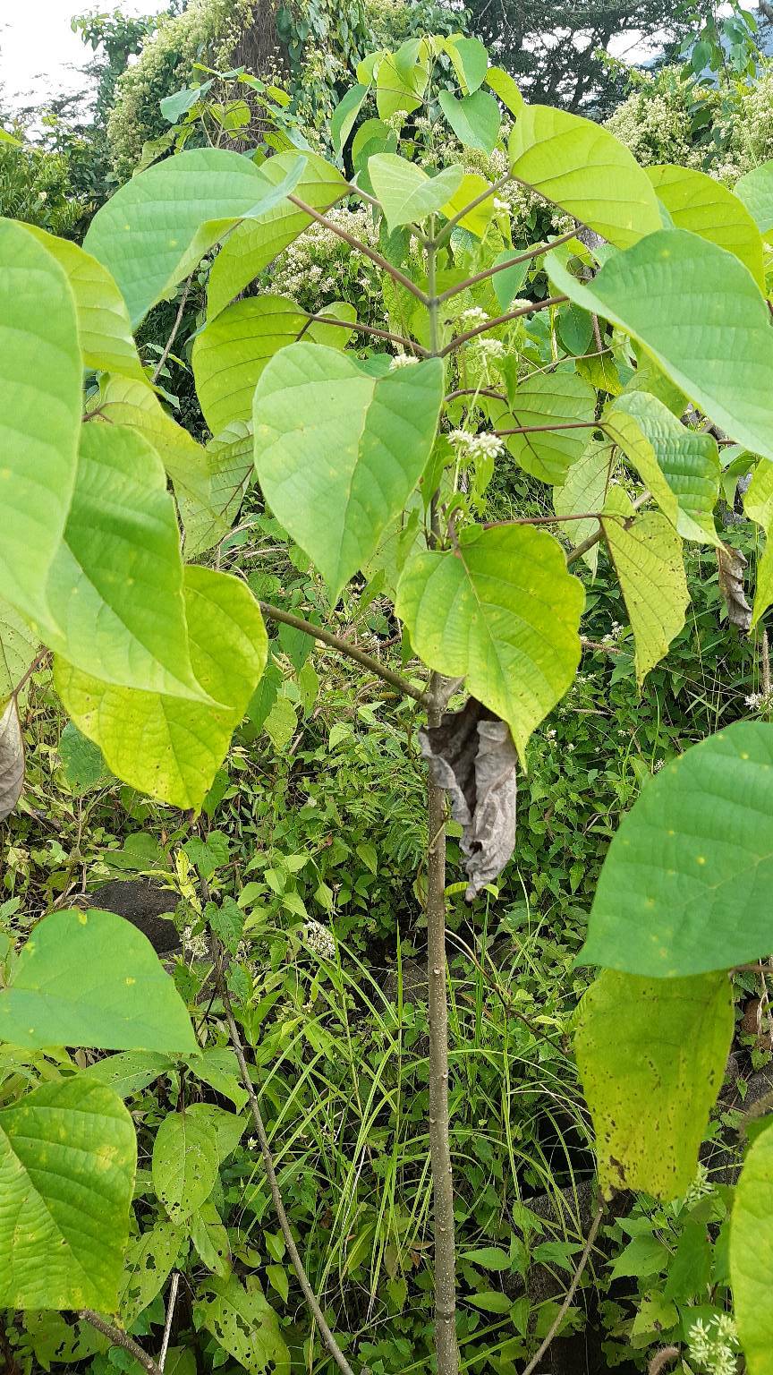 tree