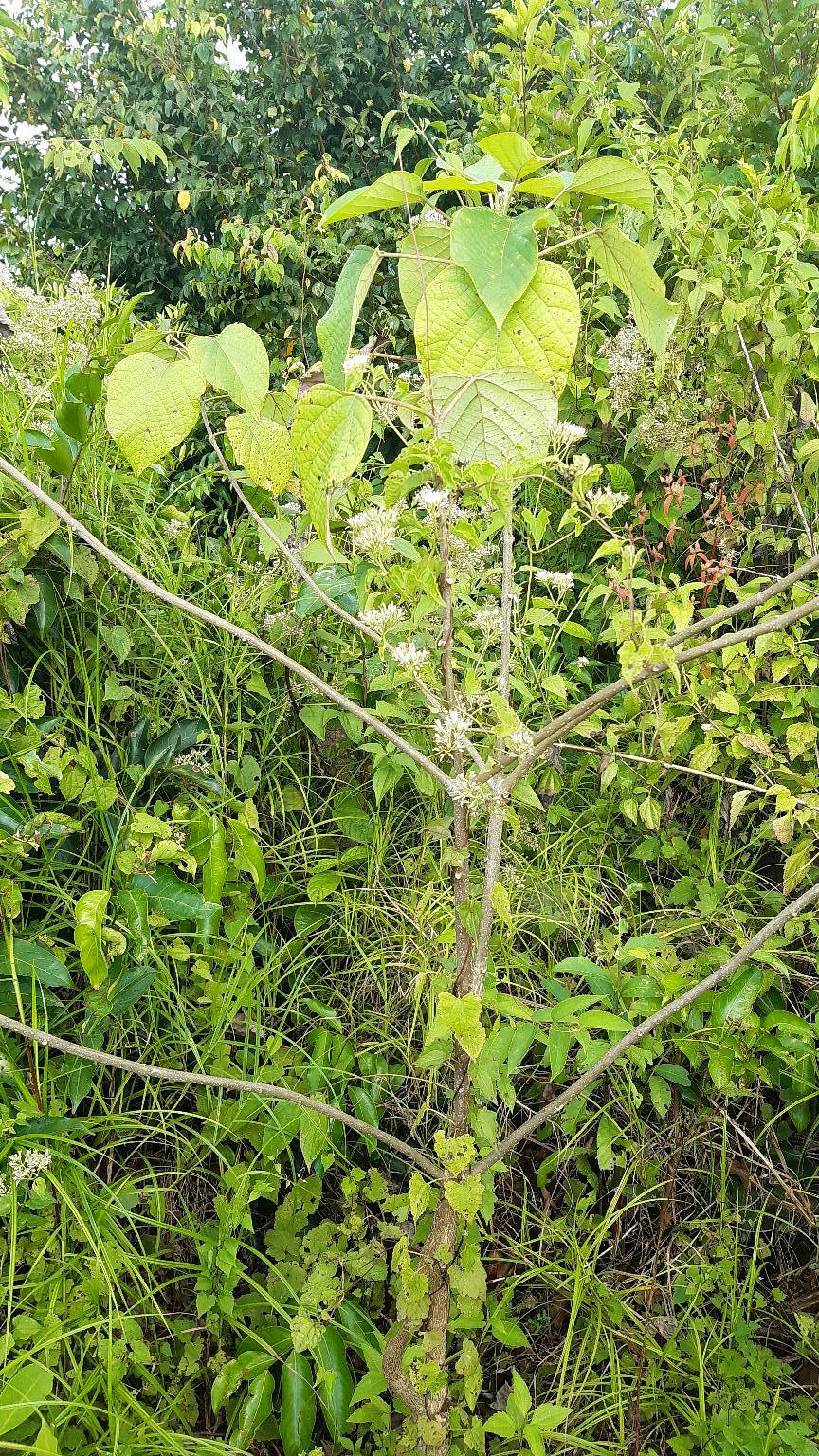 tree