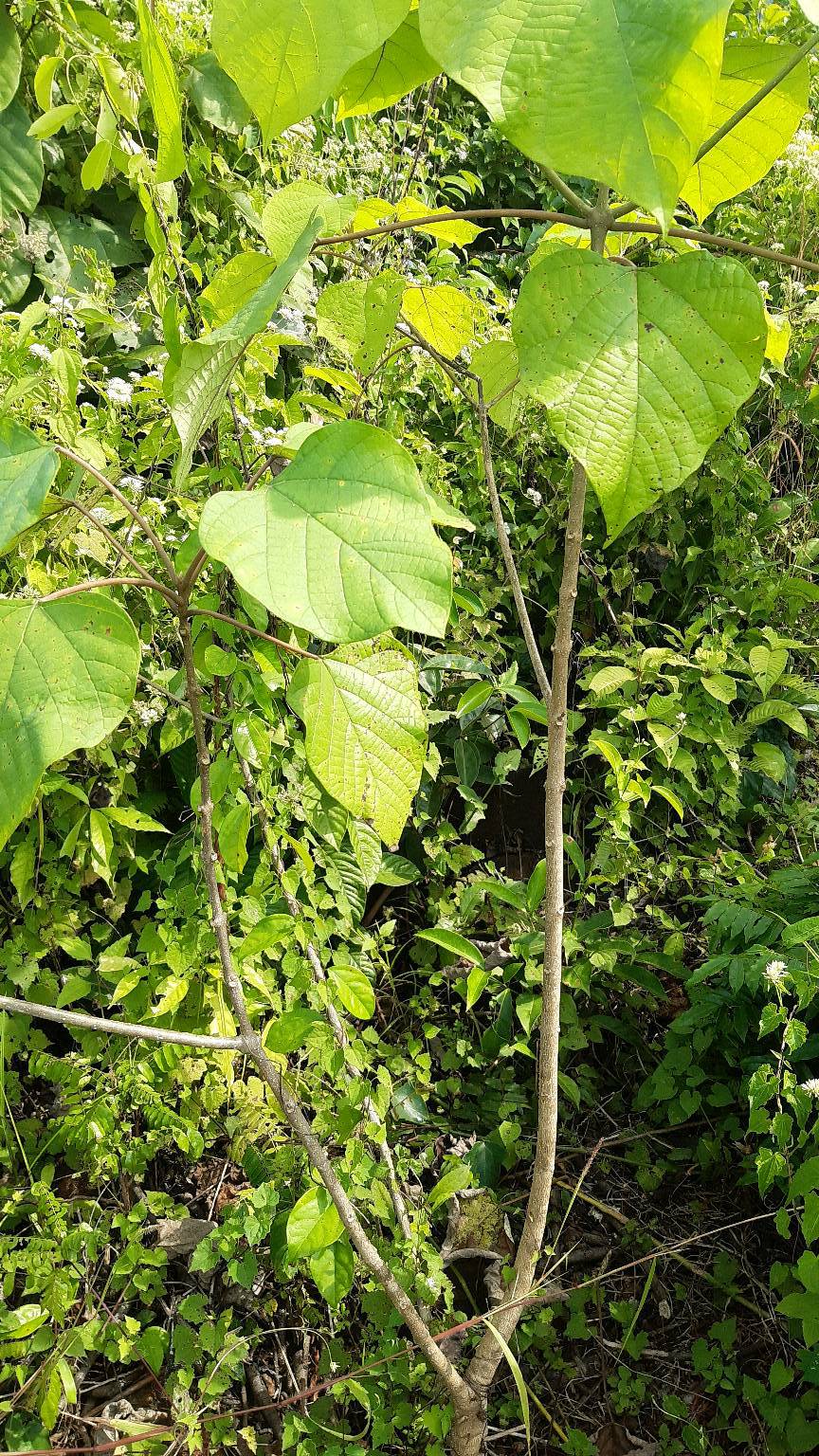tree