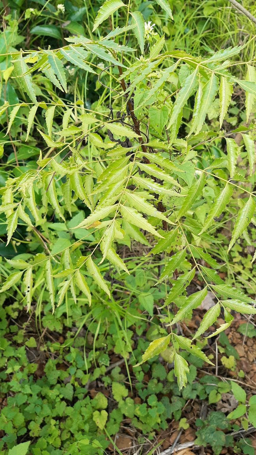 tree