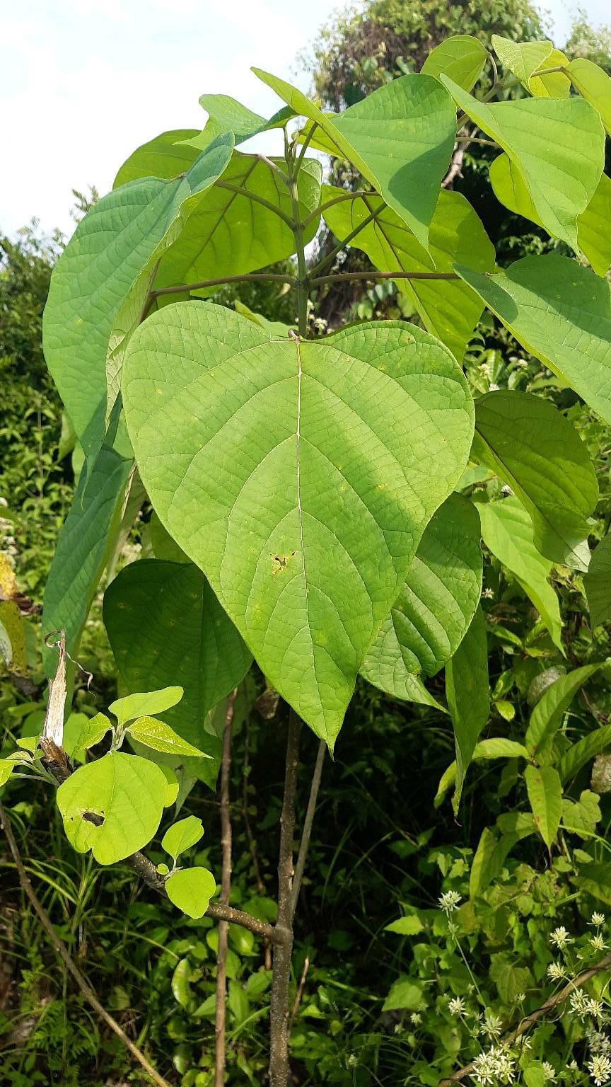 tree