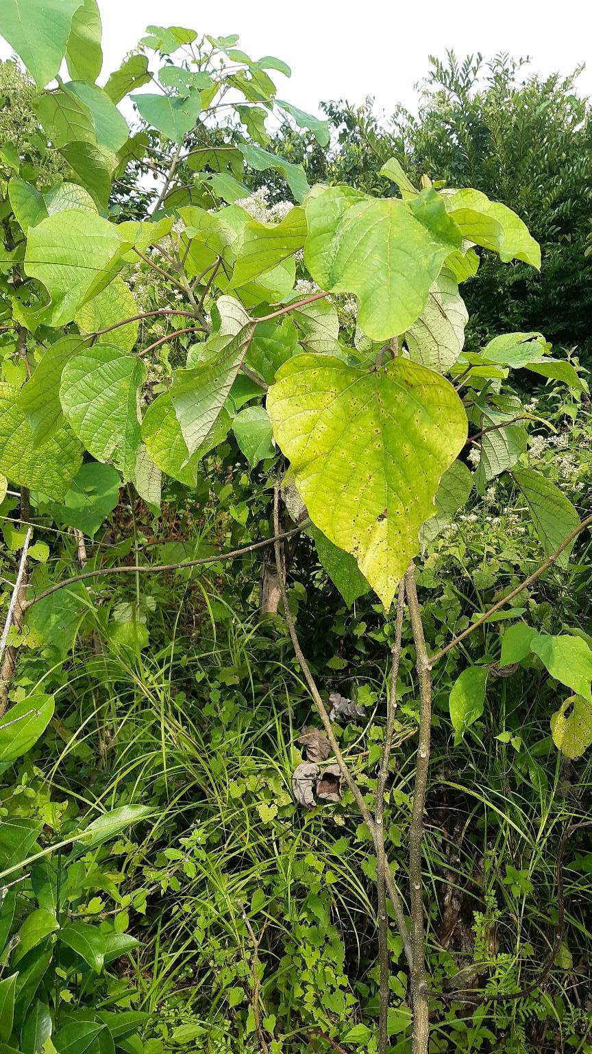 tree