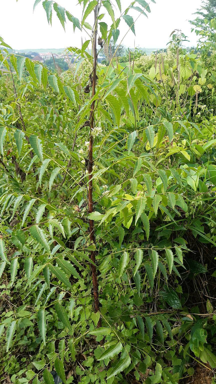 tree