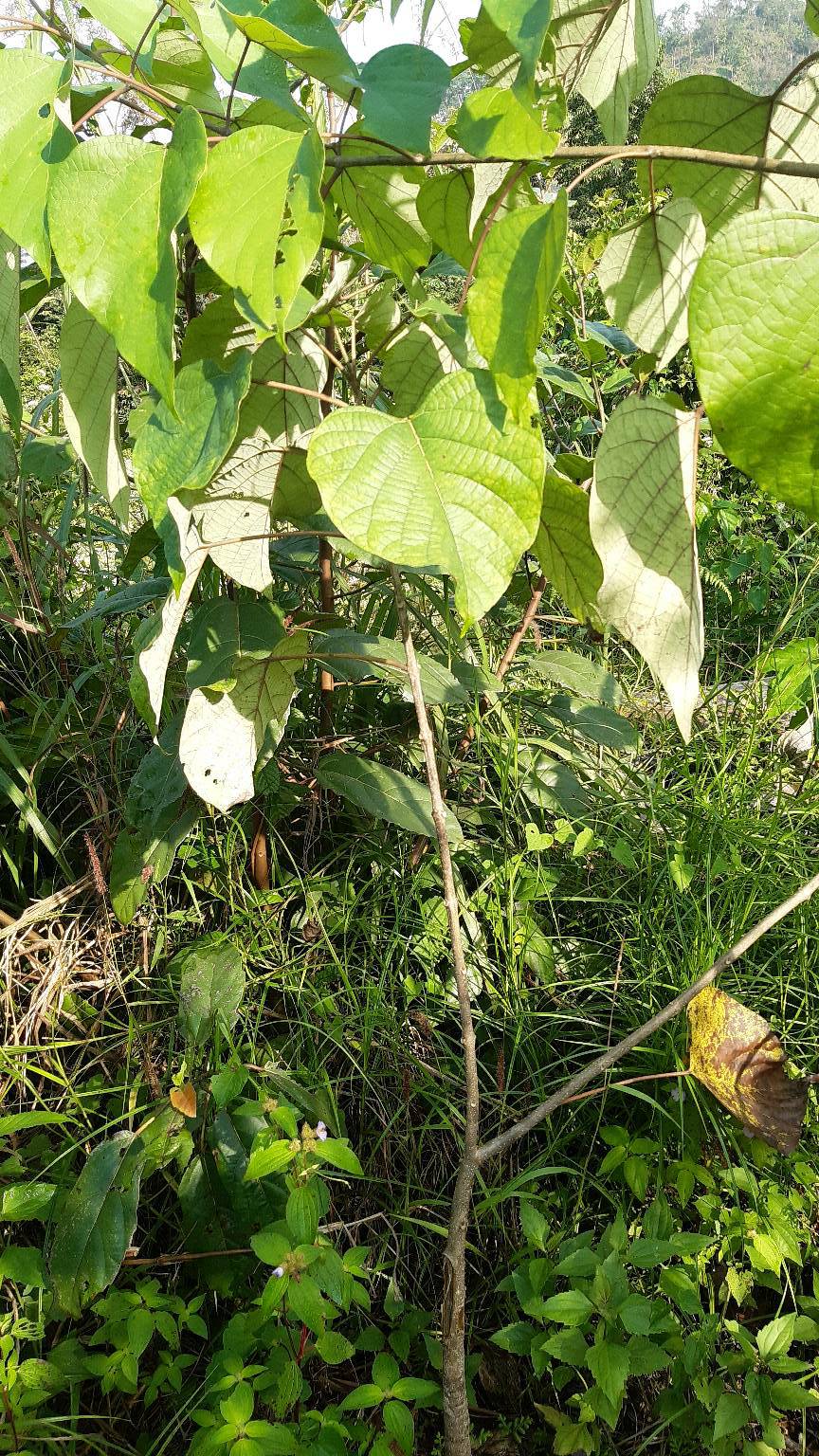 tree