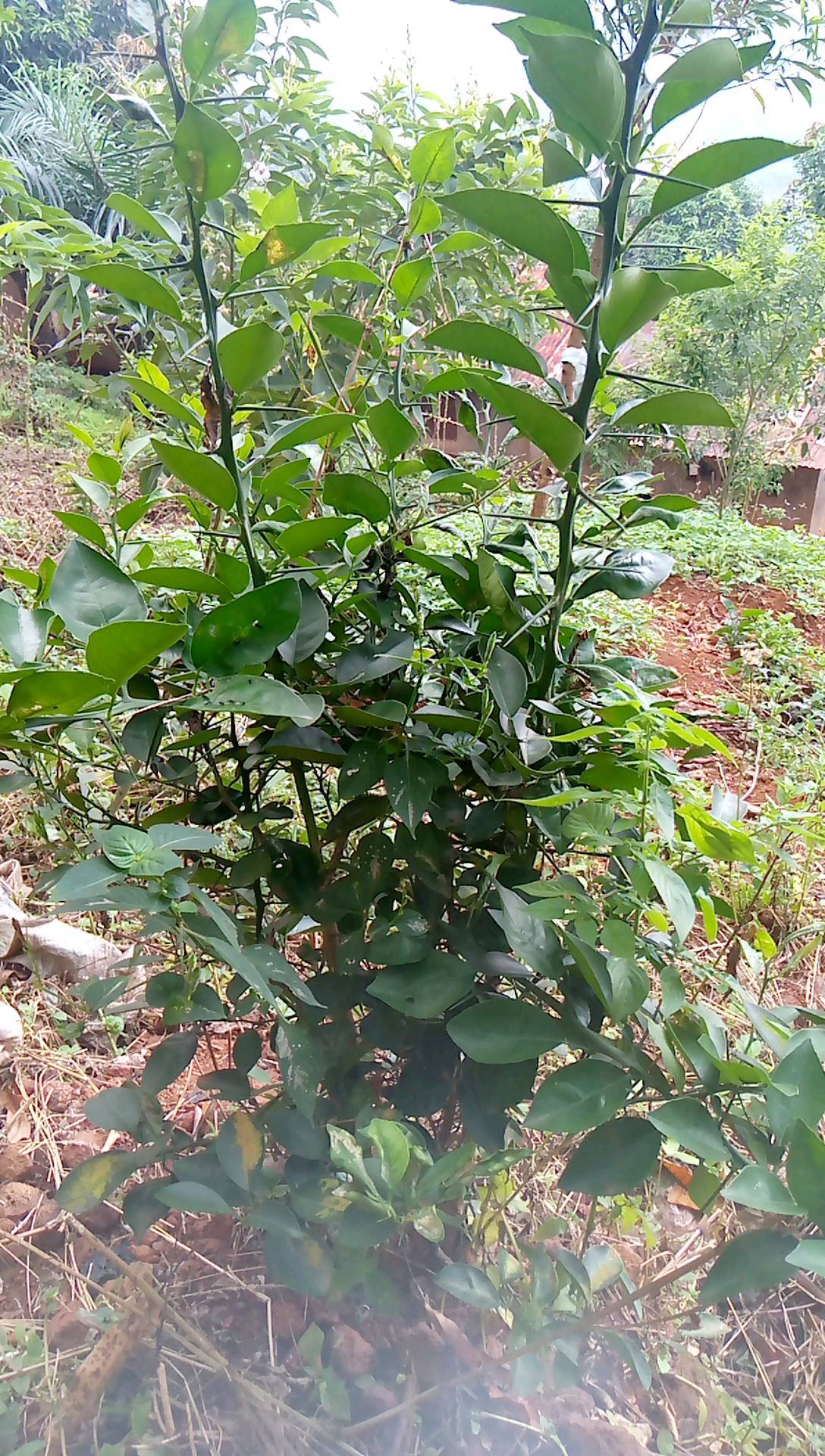 tree