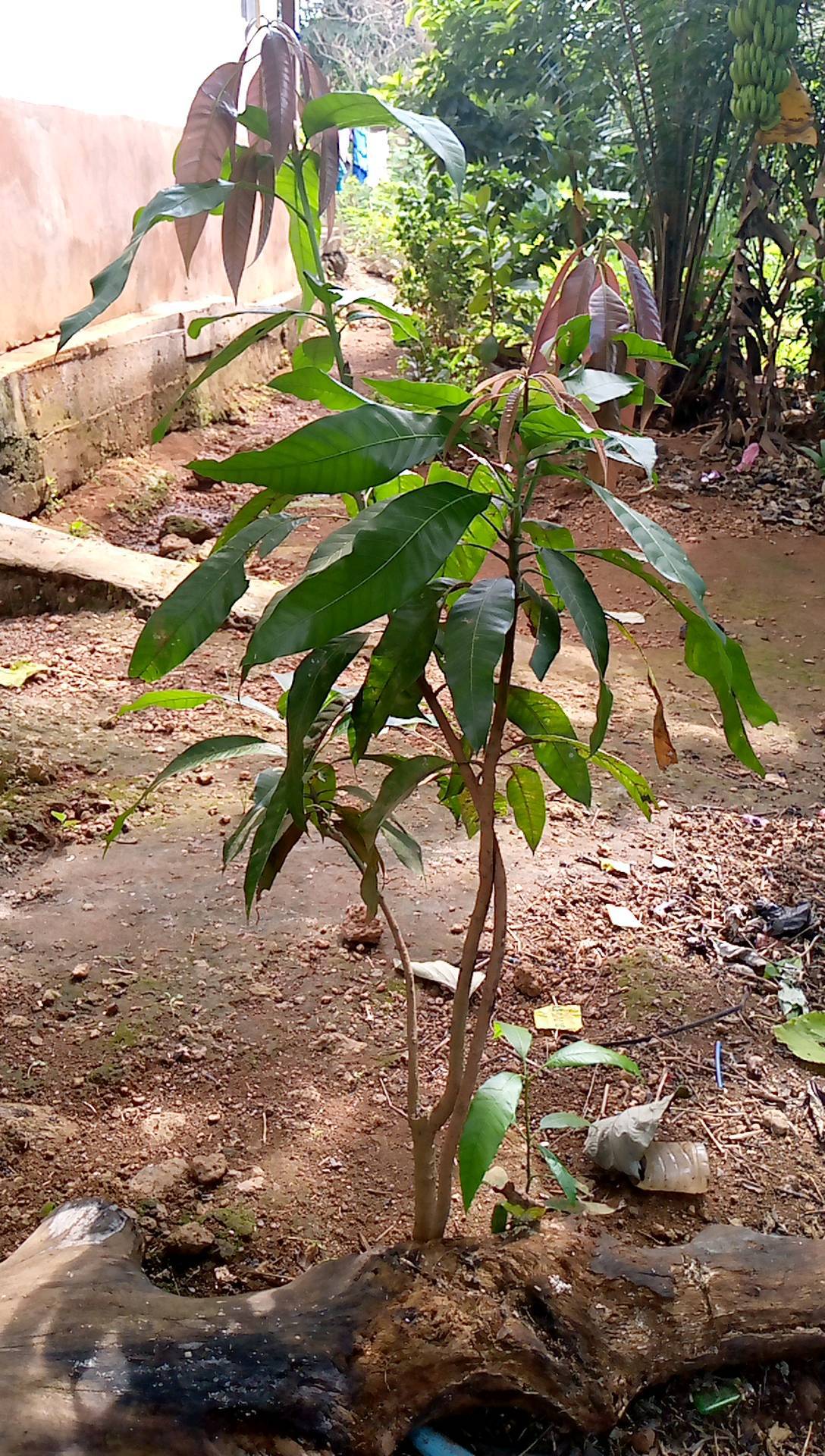 tree