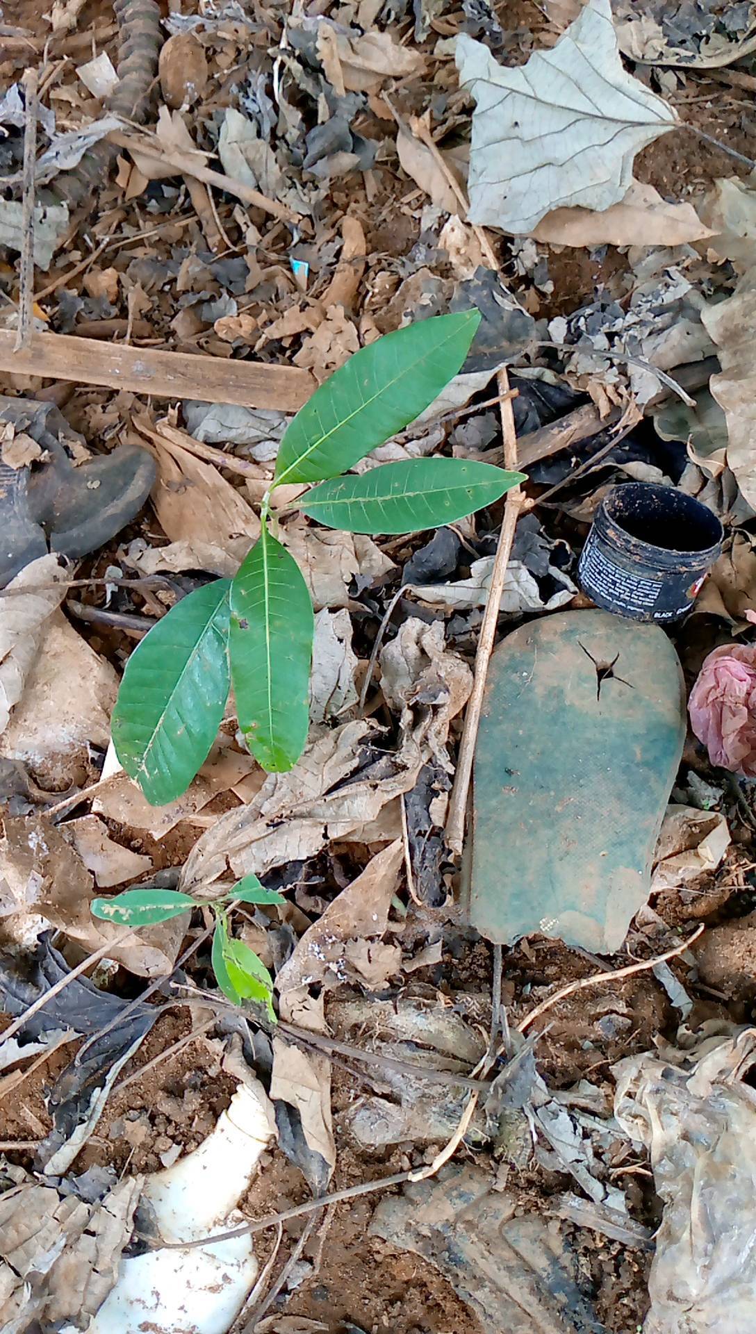 tree