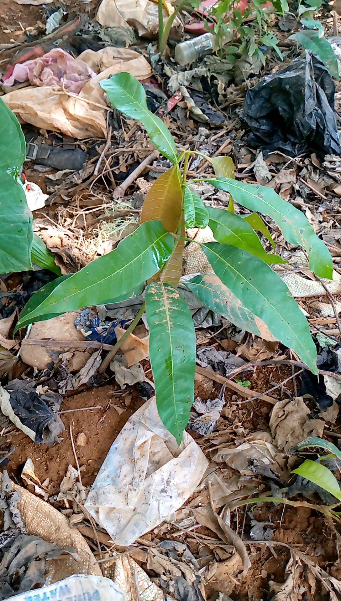 tree
