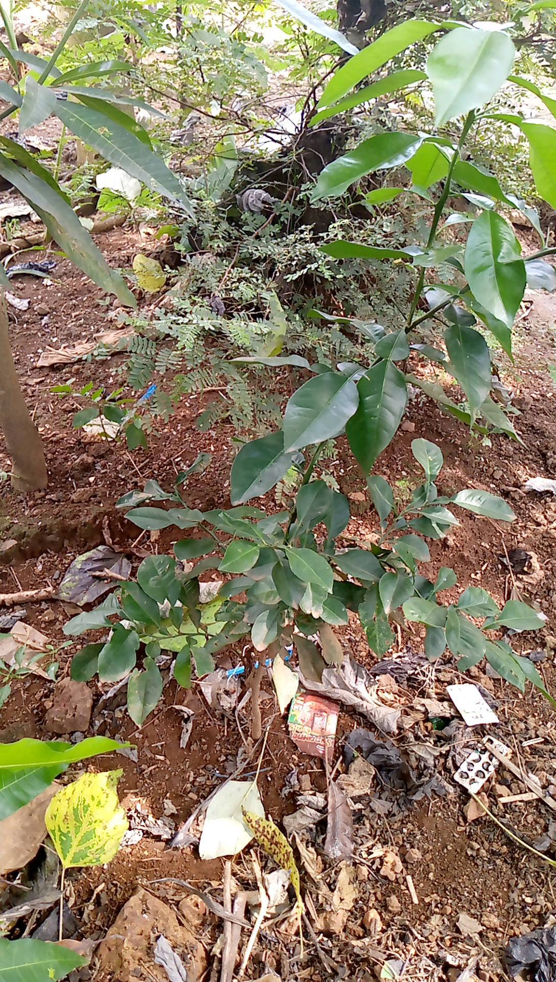 tree