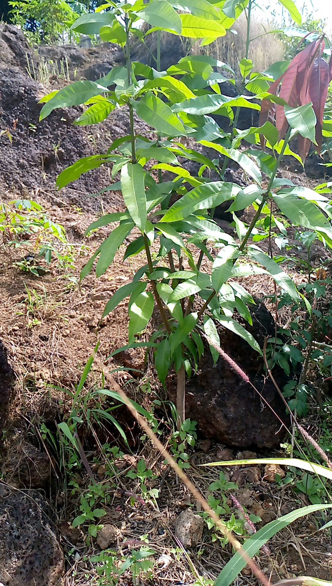 tree