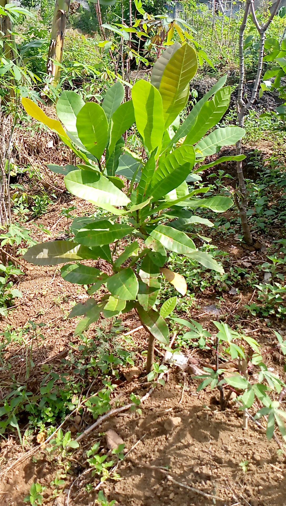 tree