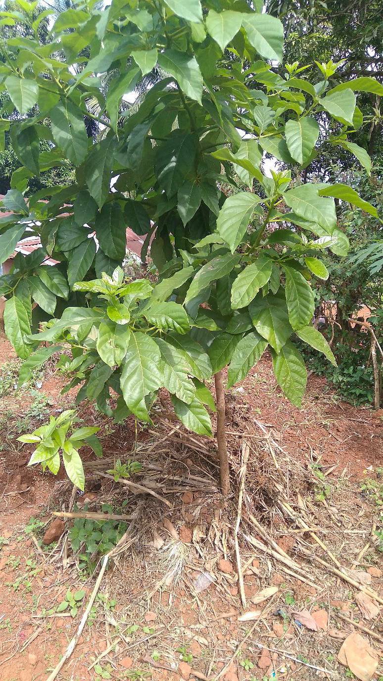 tree
