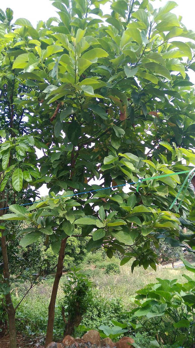 tree
