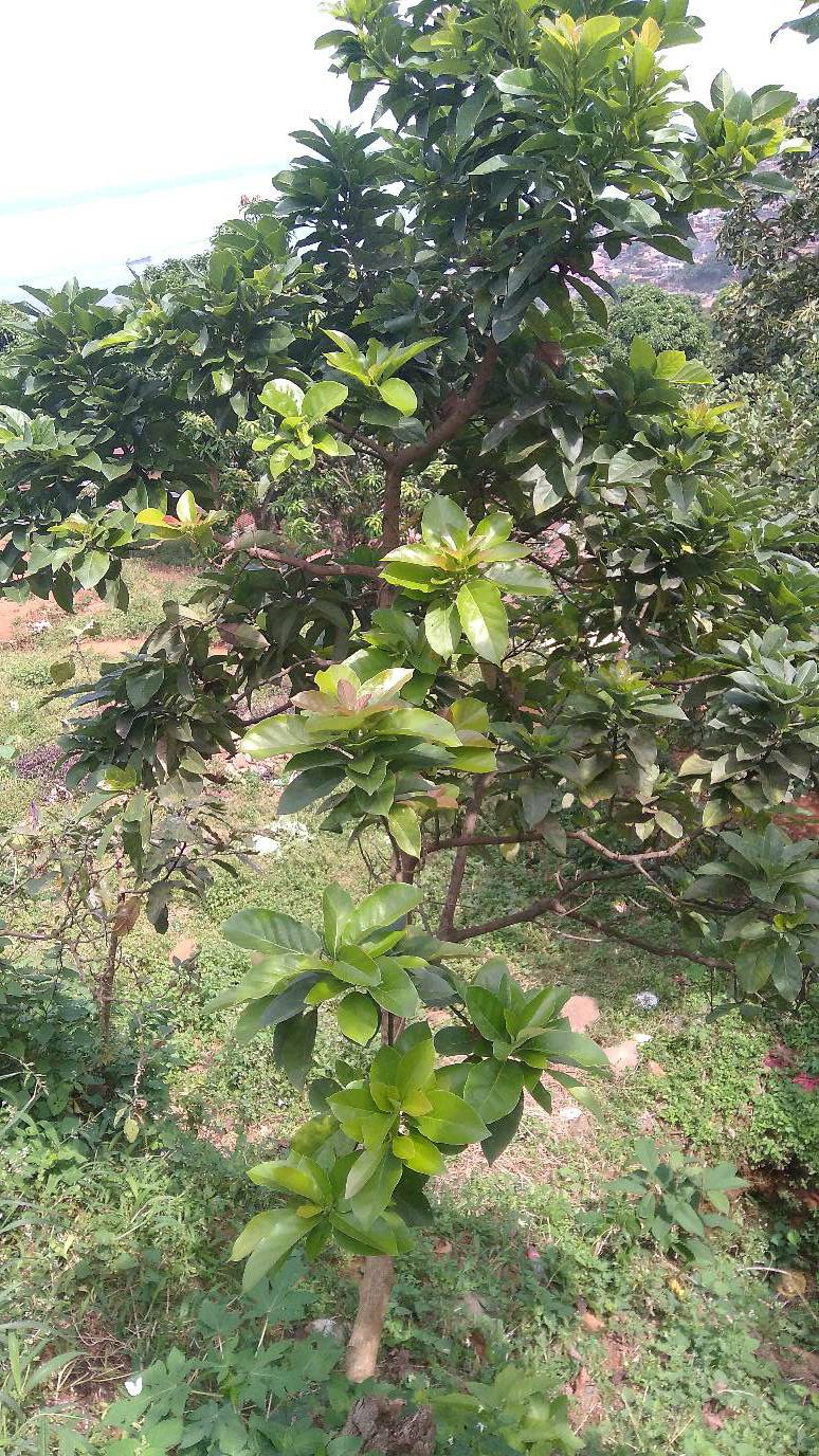 tree